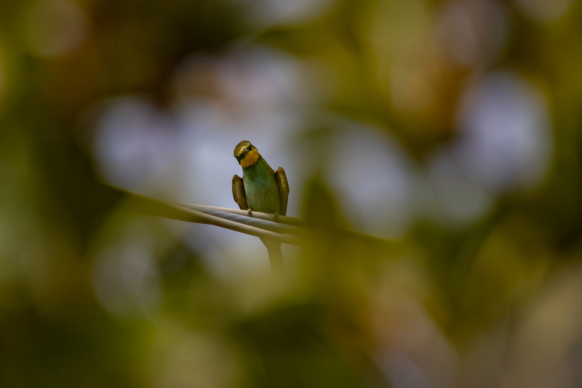 Bienenfresser
