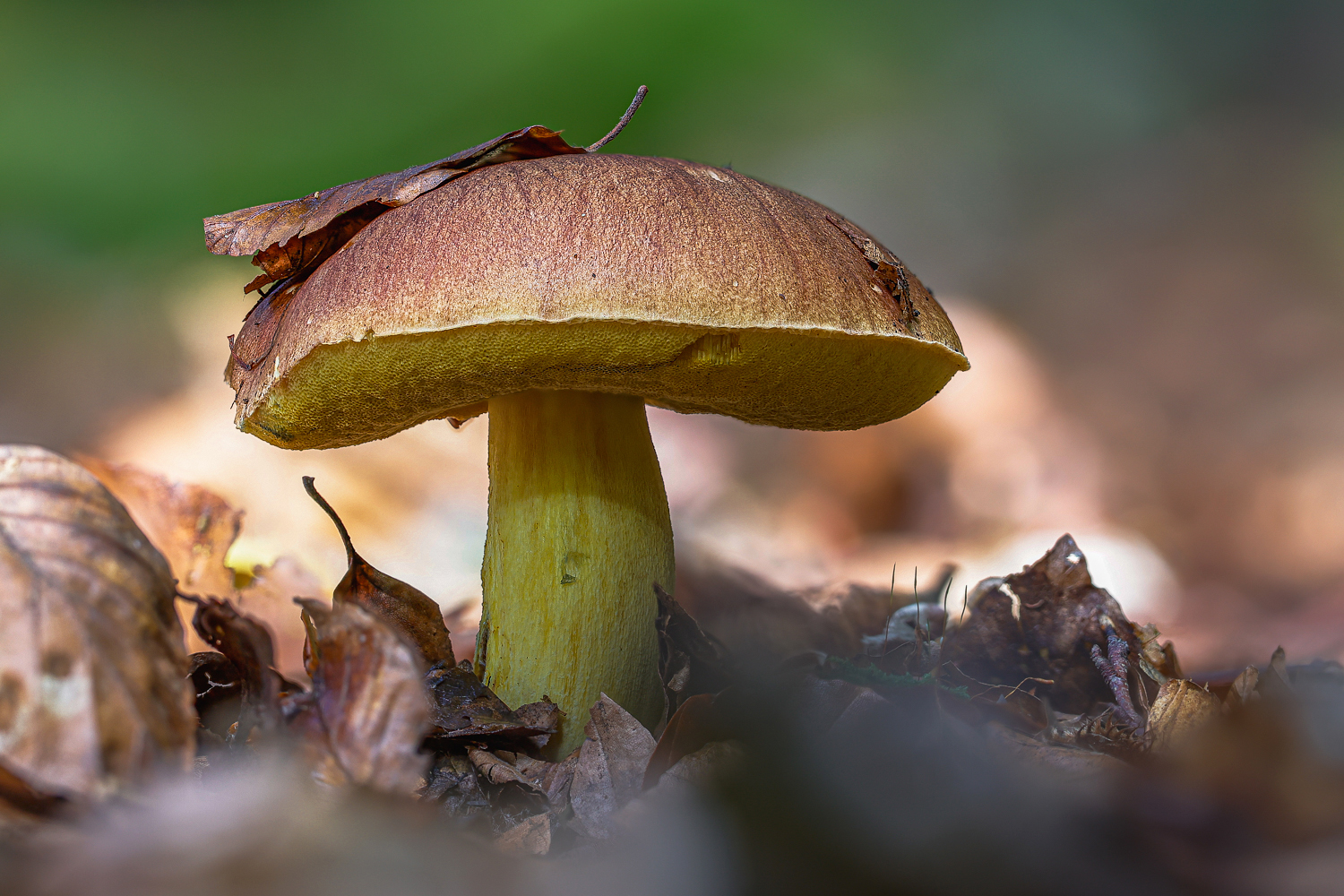 Anhängsel-Röhrling  (Butyriboletus appendiculatus ) ?