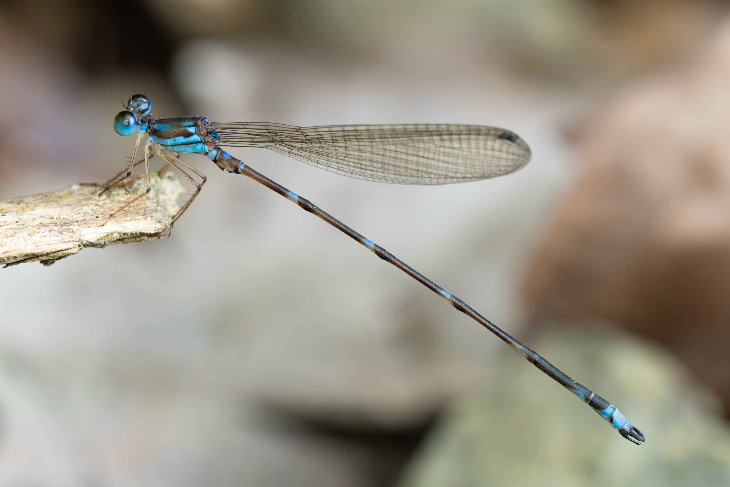 Asthenocnemis stephanodera