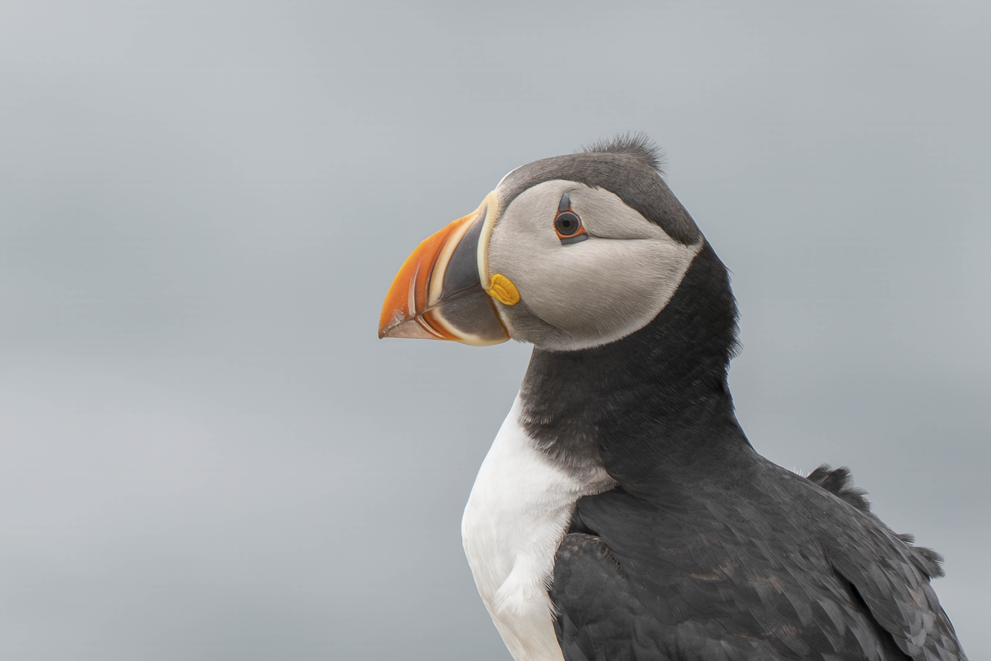 Atlantic Puffin