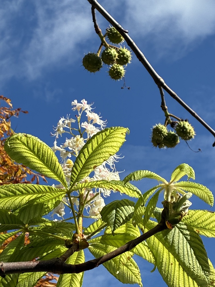Späte Blüte