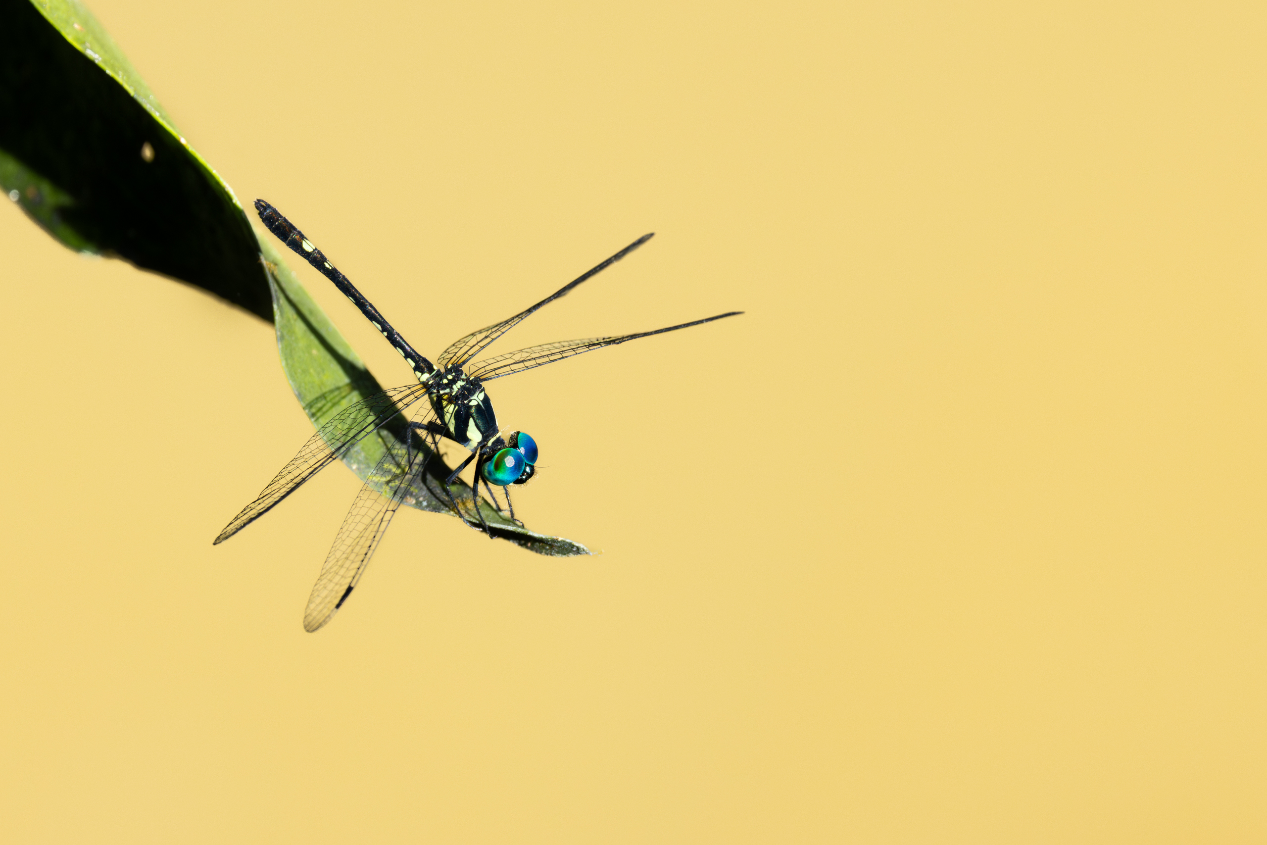 Tetrathemis irregularis