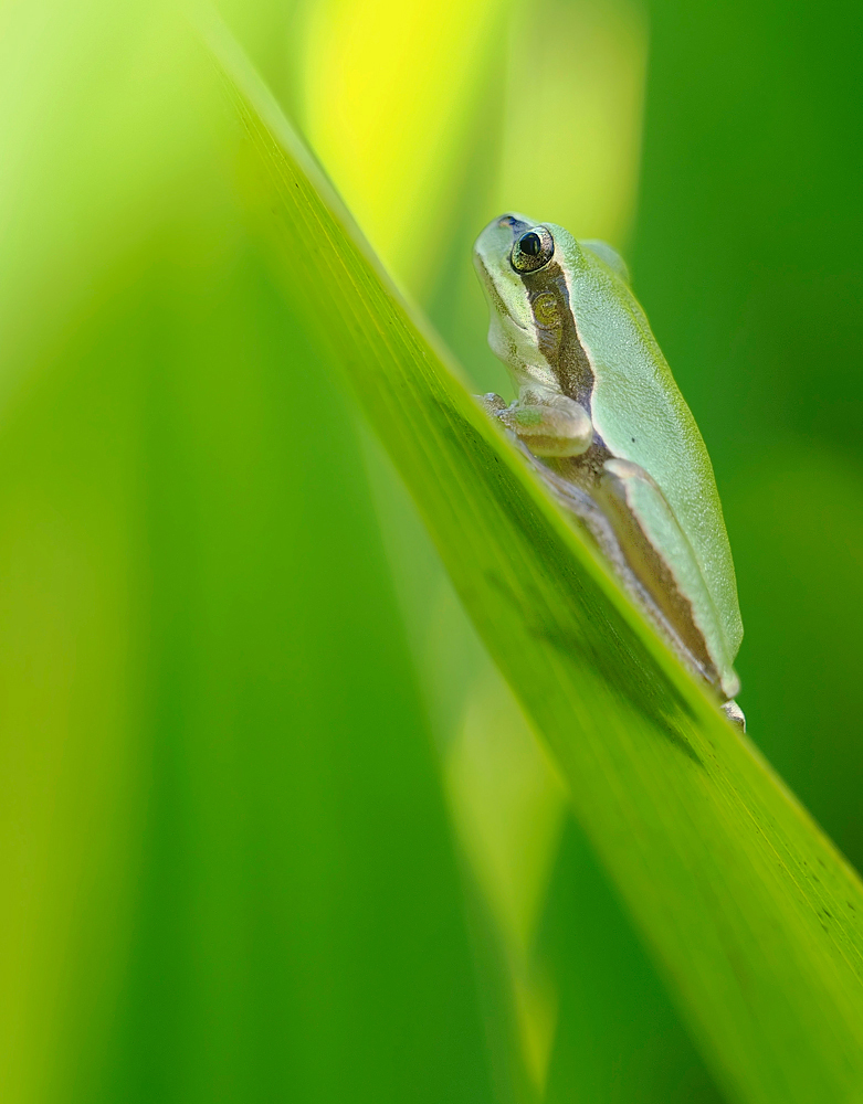 Kleiner Laubfrosch im Grünen