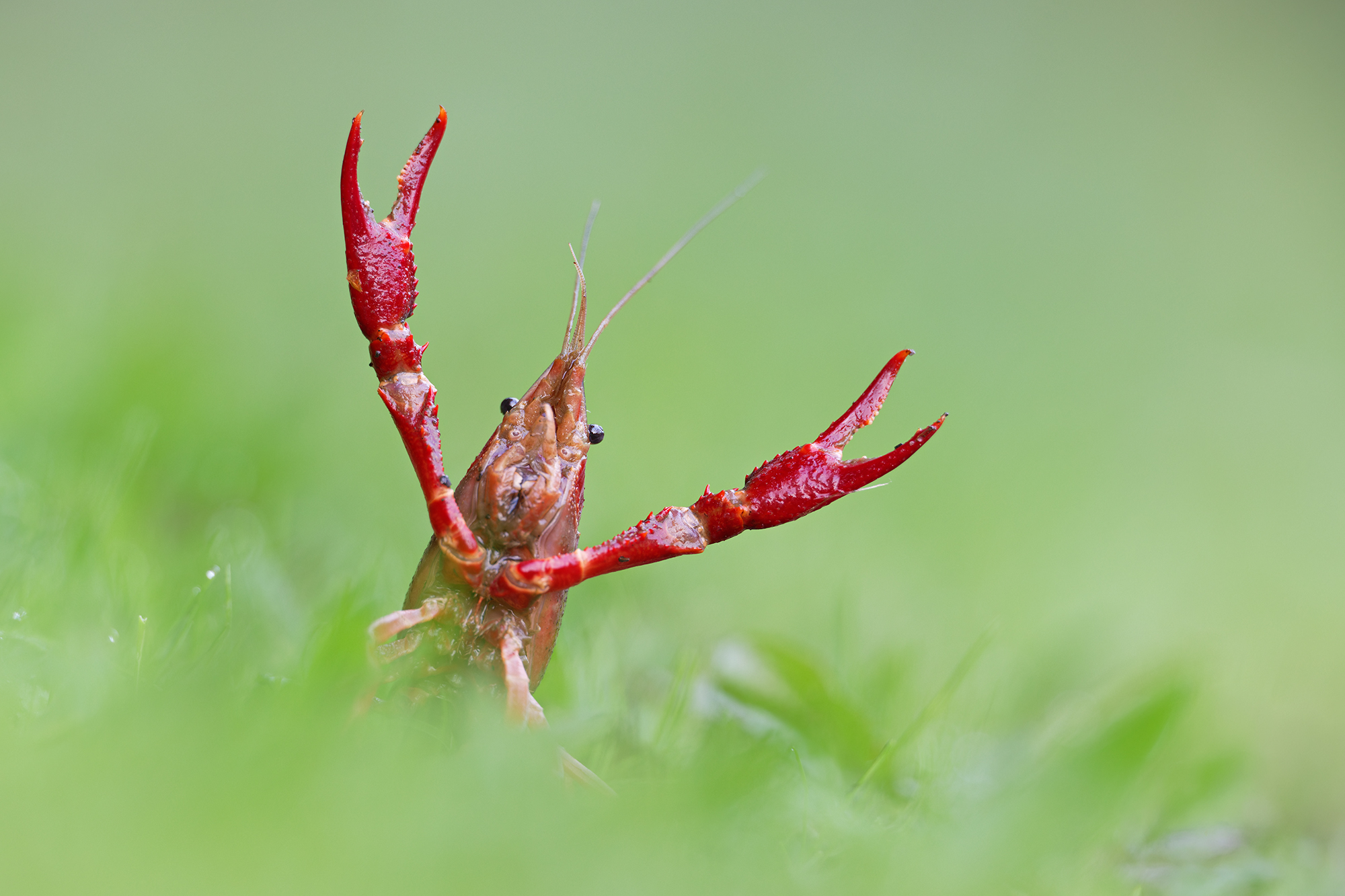 roter Sumpfkrebs