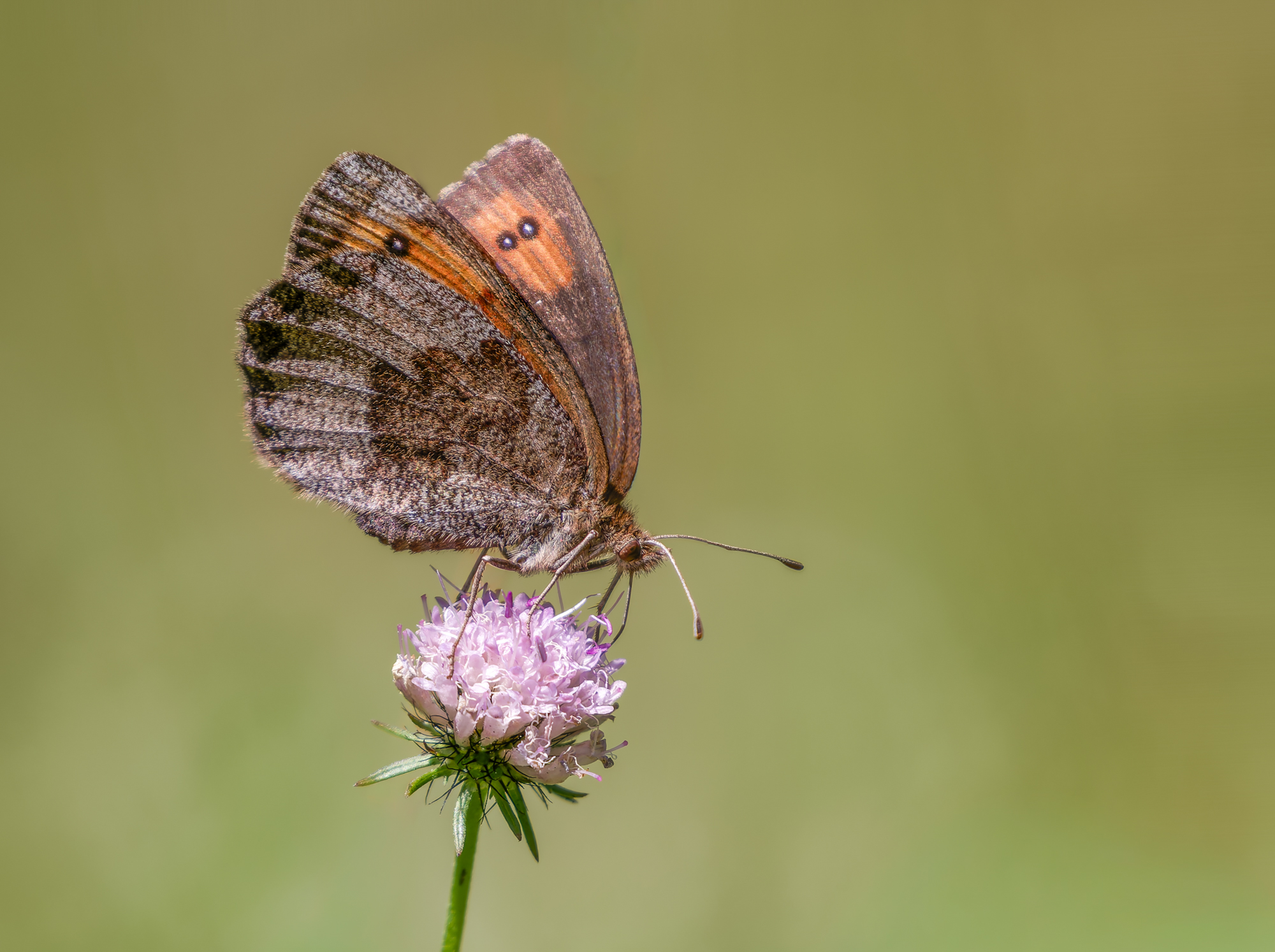 Quellen-Mohrenfalter (Erebia pronoe), vermutlich ein Weibchen
