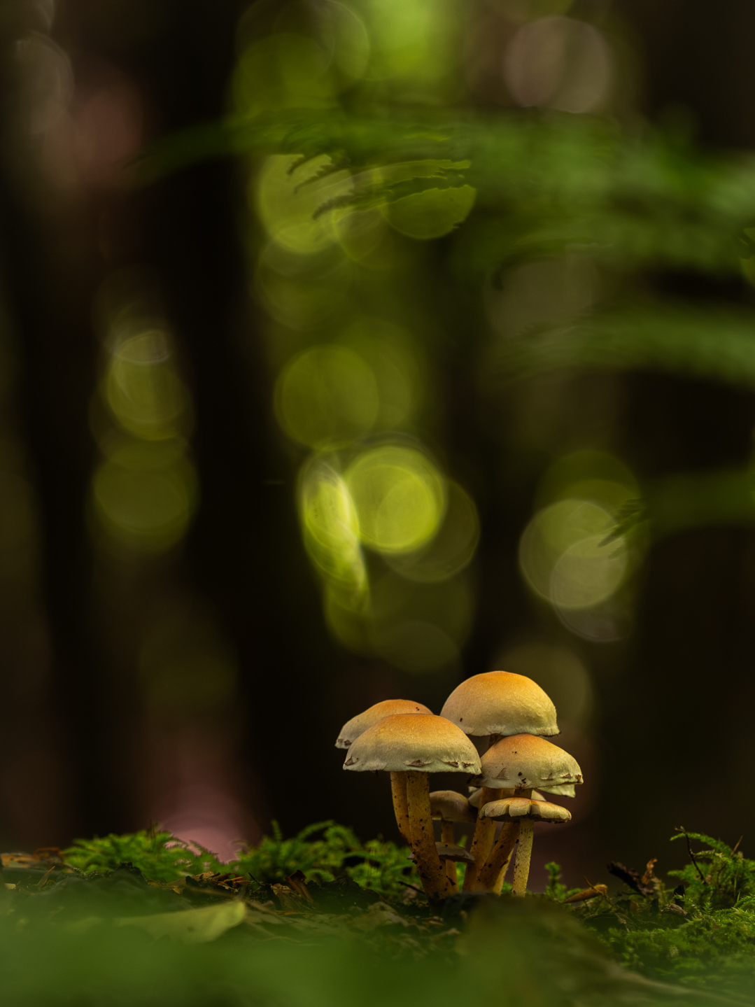Im Pilzewald