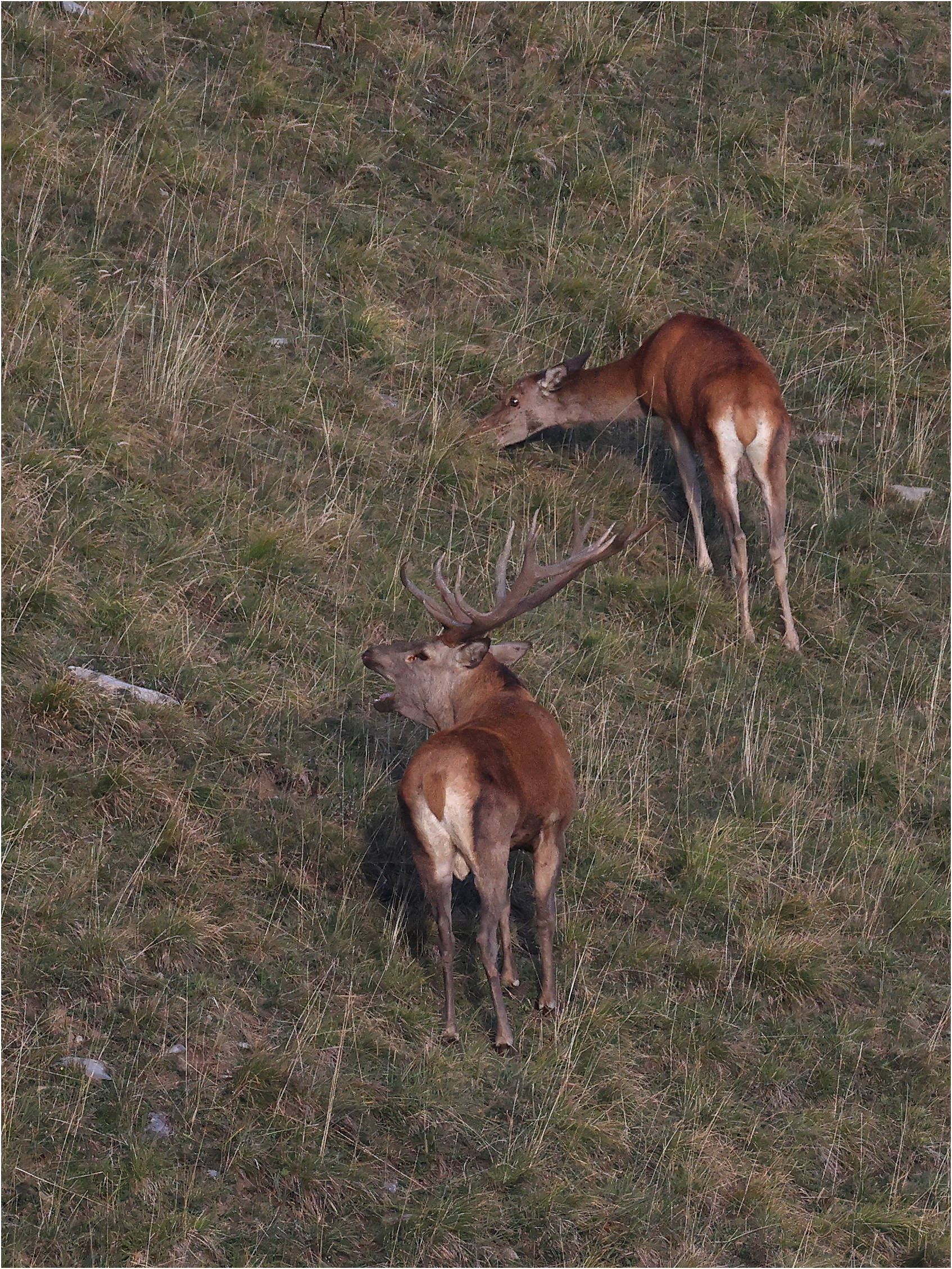 Hirschbrunft II