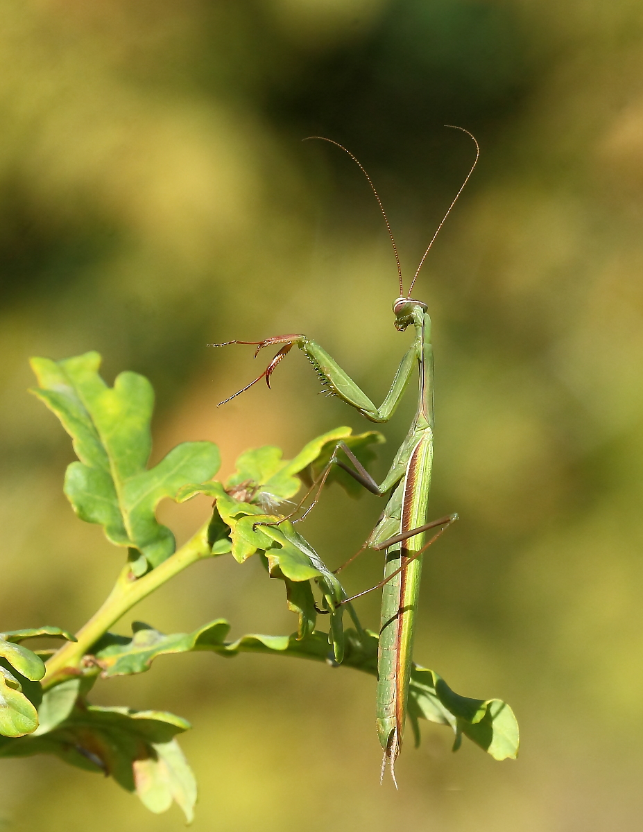 Noch eine  Mantis