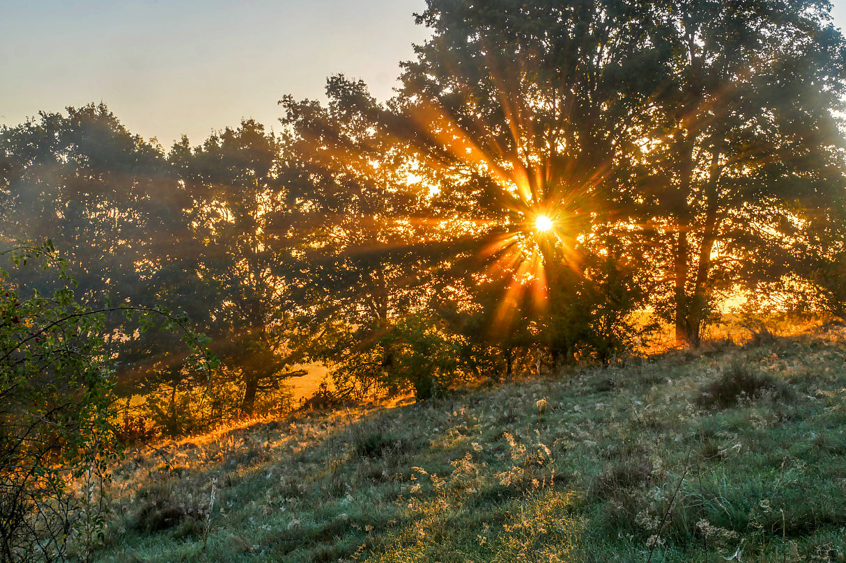 Nebelsonne  und Tau an Spinnennetzen