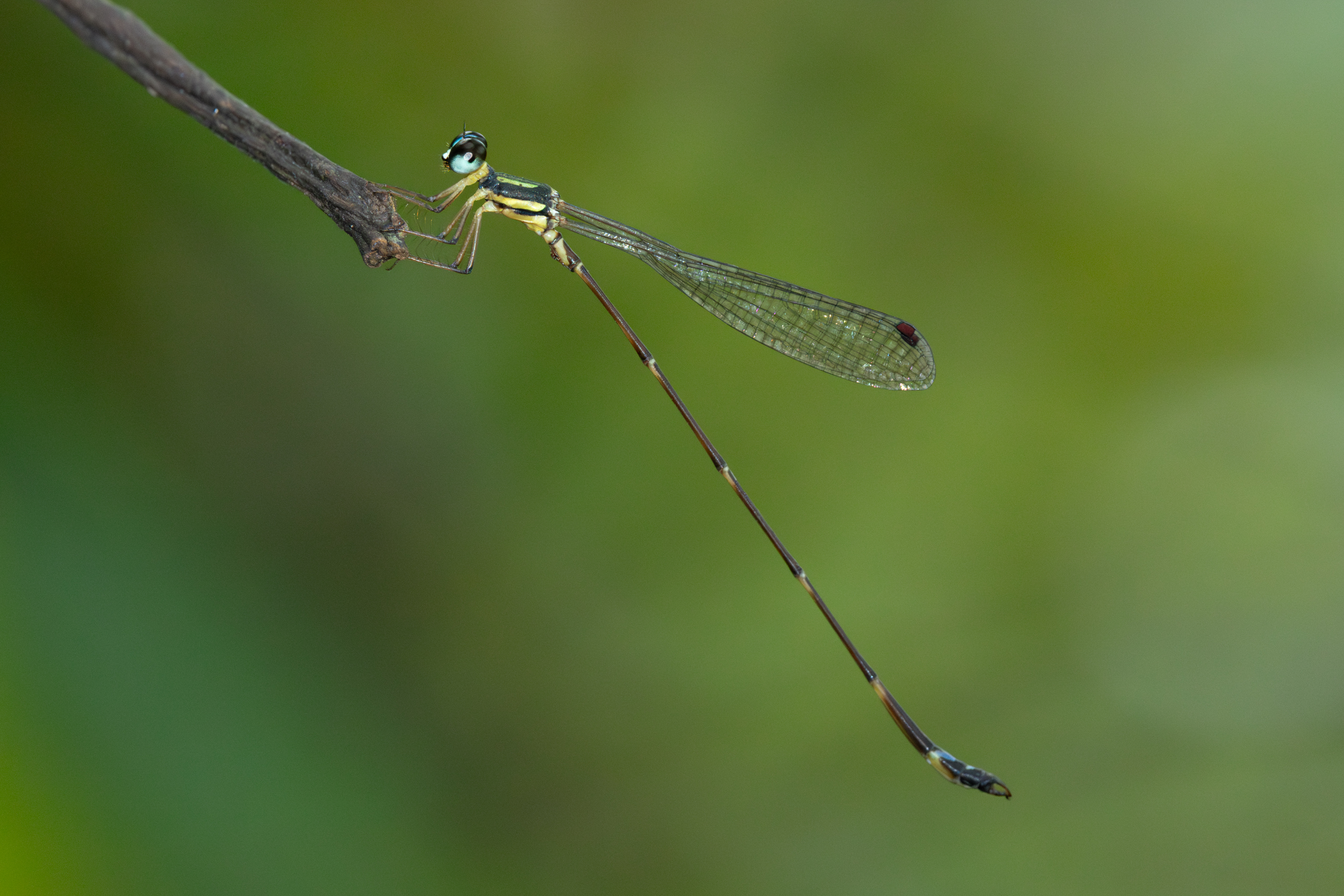 Telosticta paruatia