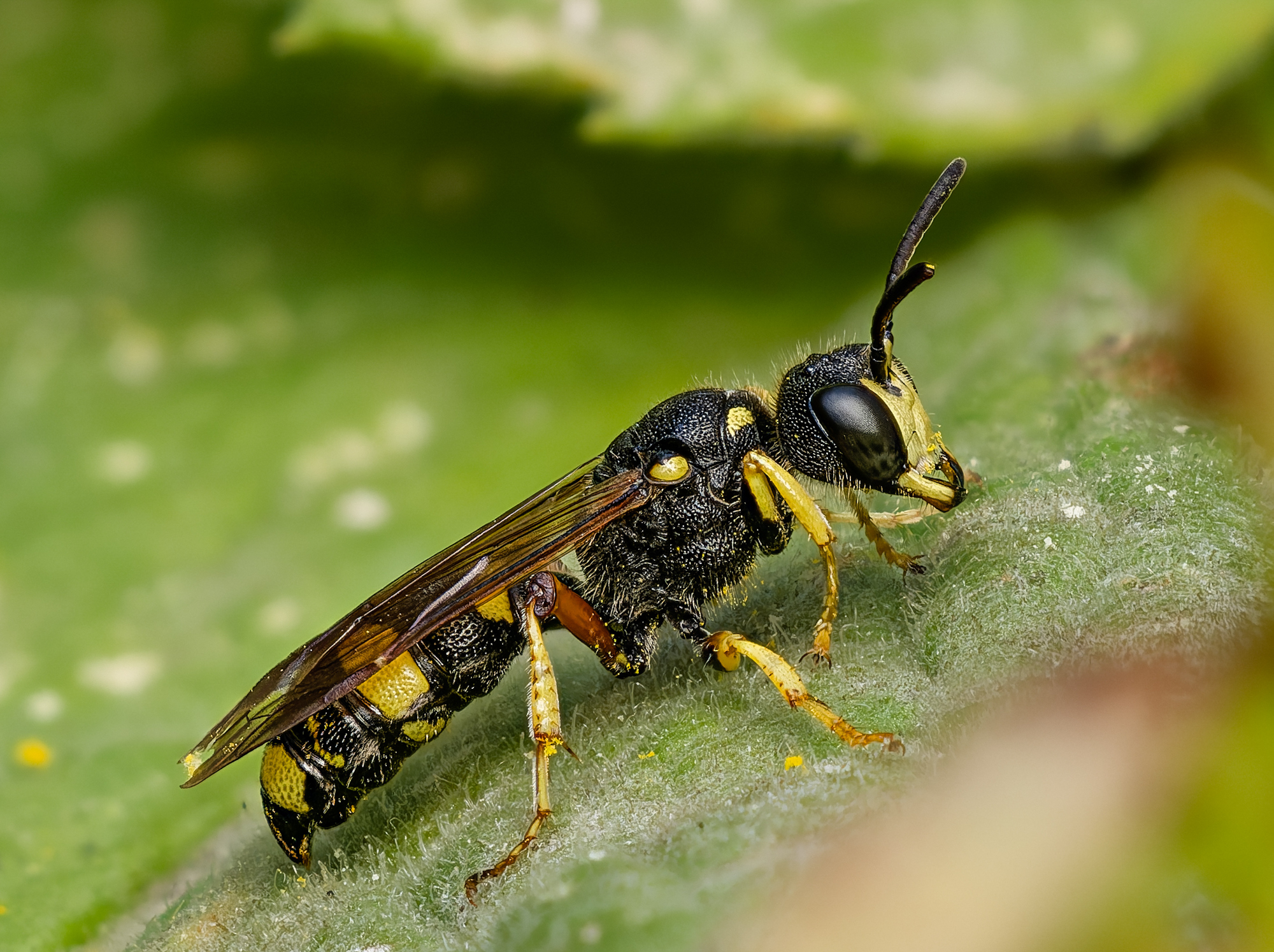 Bienenjagende Knotenwespe (Cerceris rybyensis)