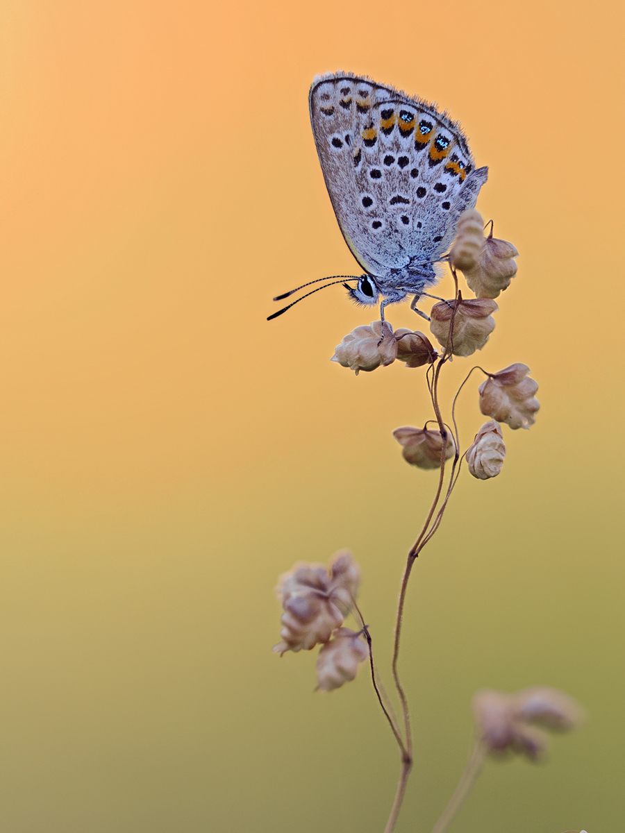 Plebejus argus