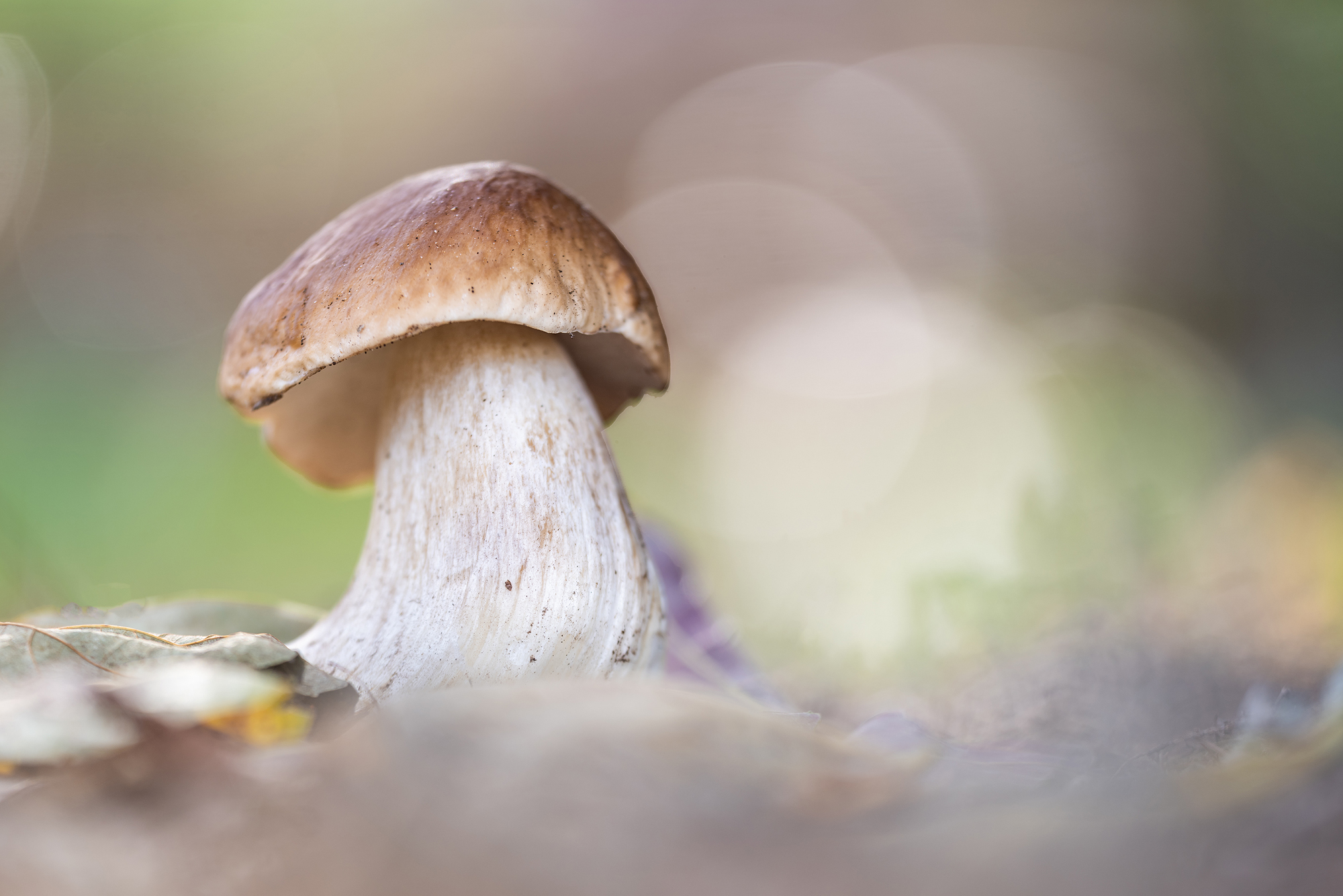 Steinpilz