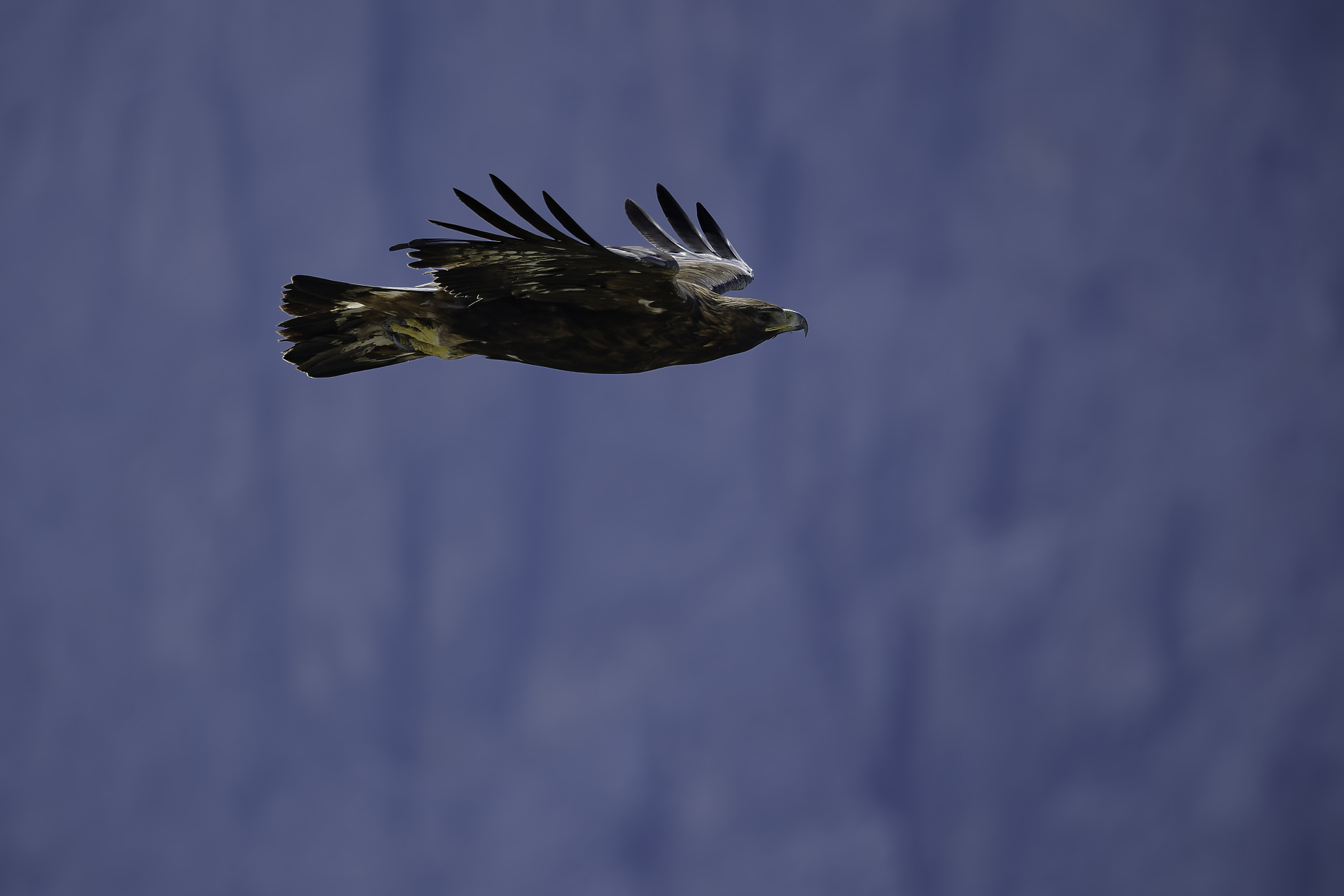 Steinadler II