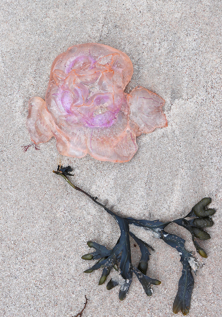 Sandrose