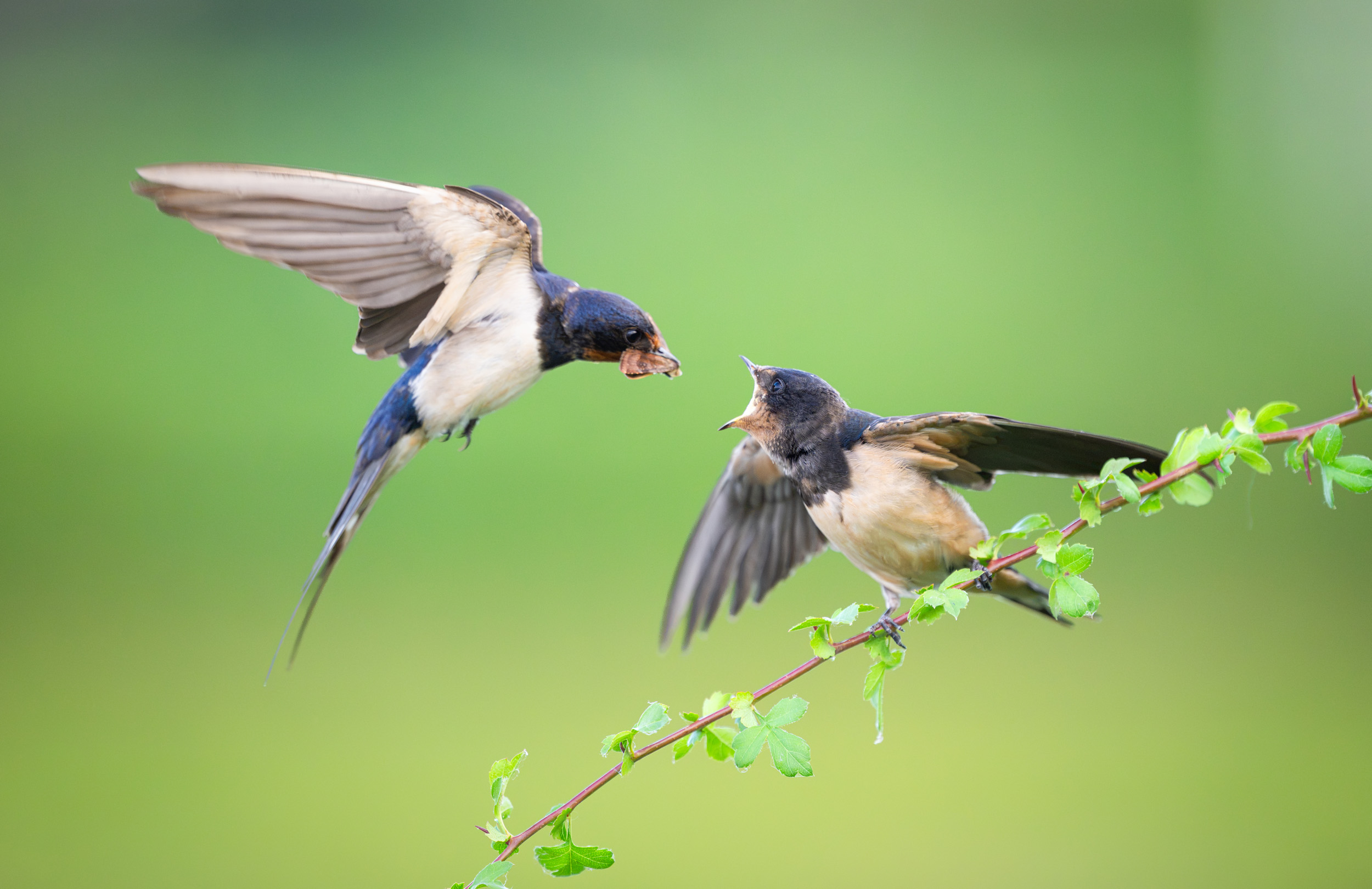 Fütterung im Anflug
