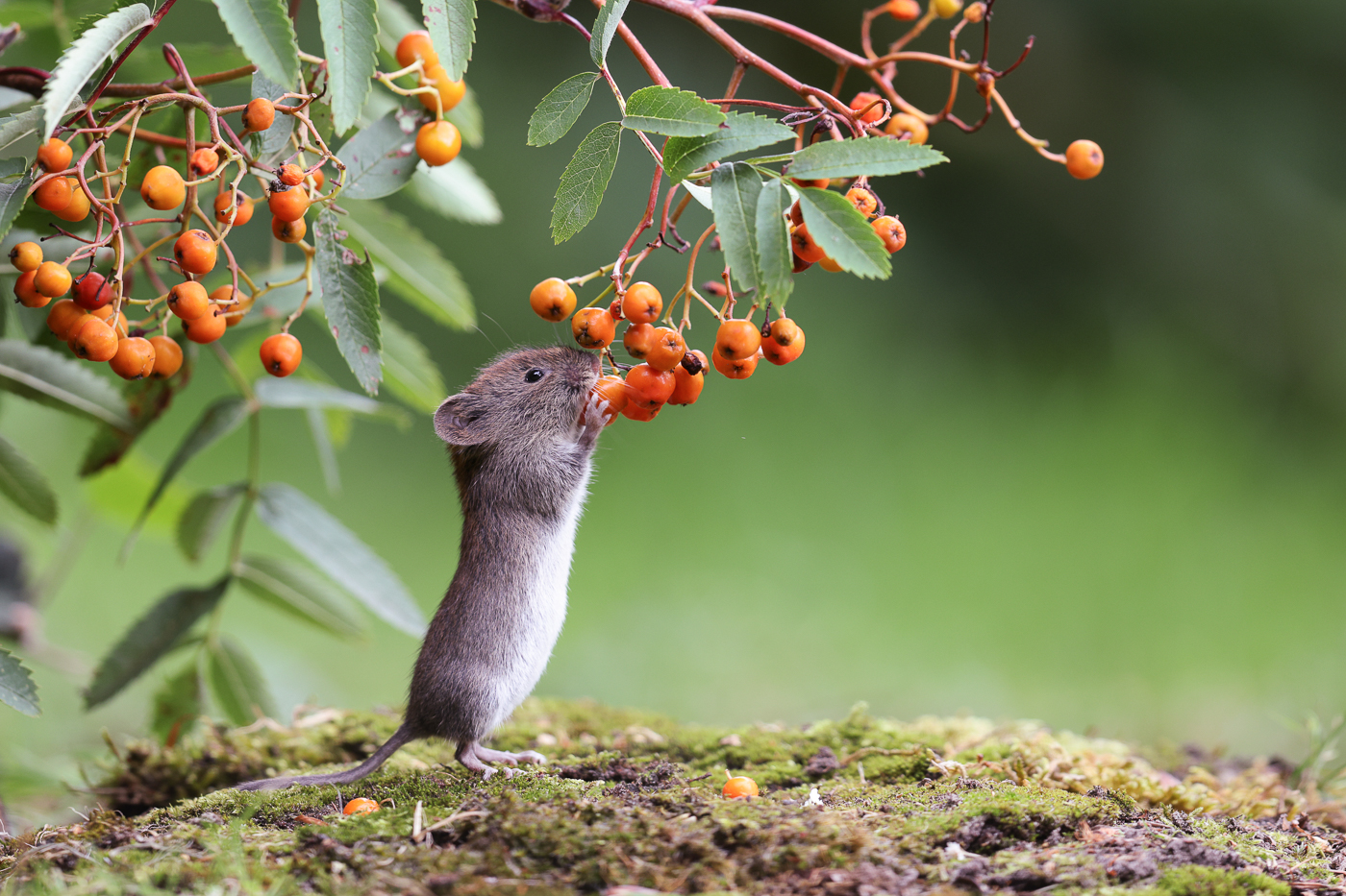 "Meine" Gartenmaus..