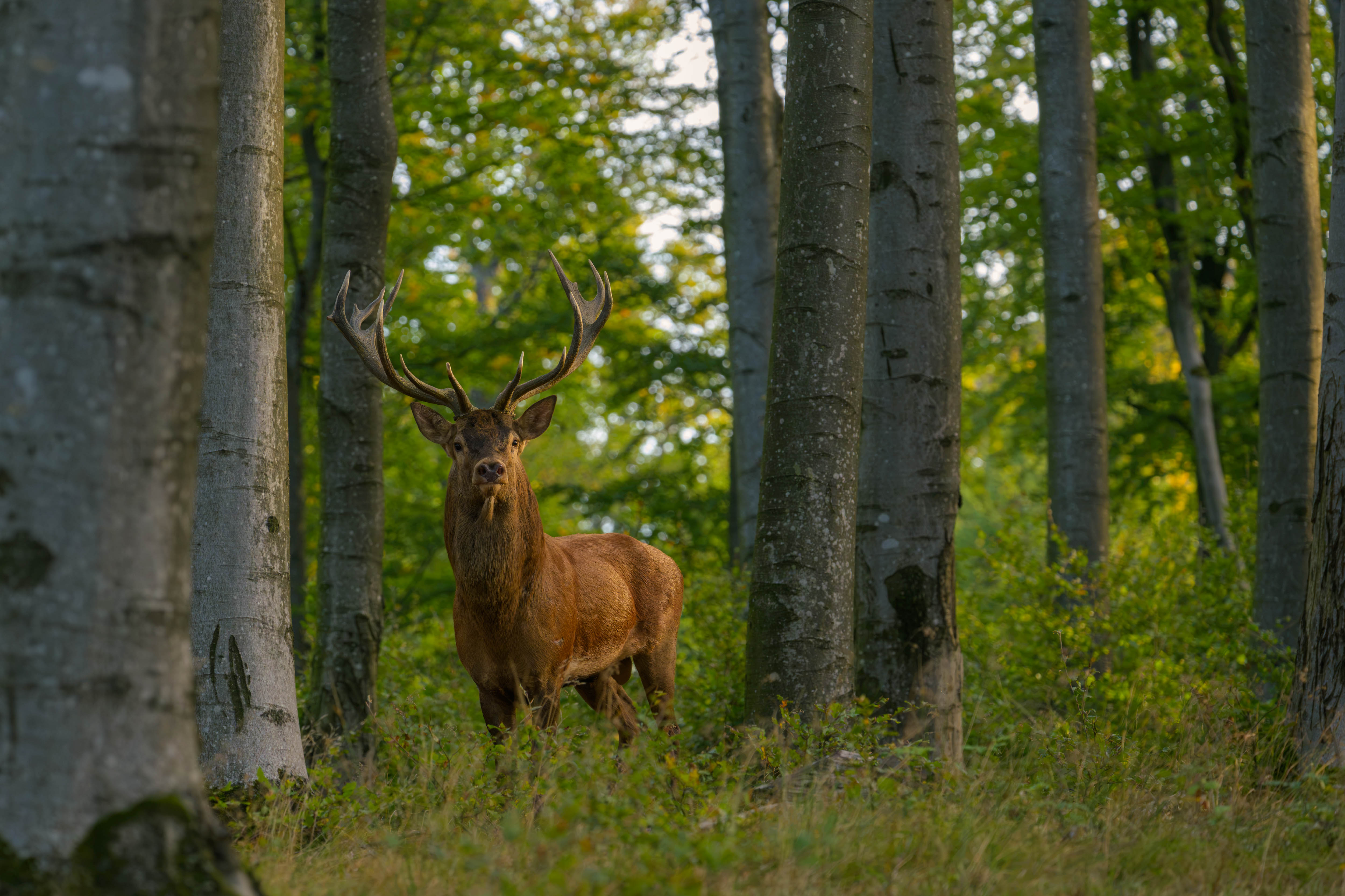 Bilder von der Brunft (IV)