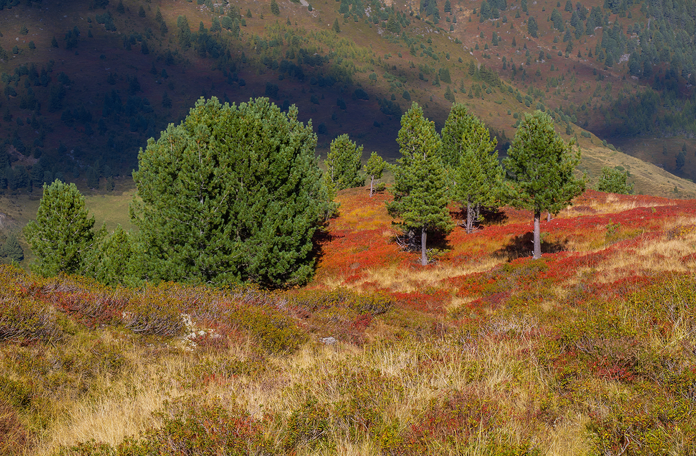 Herbstzeit an der Baumgrenze