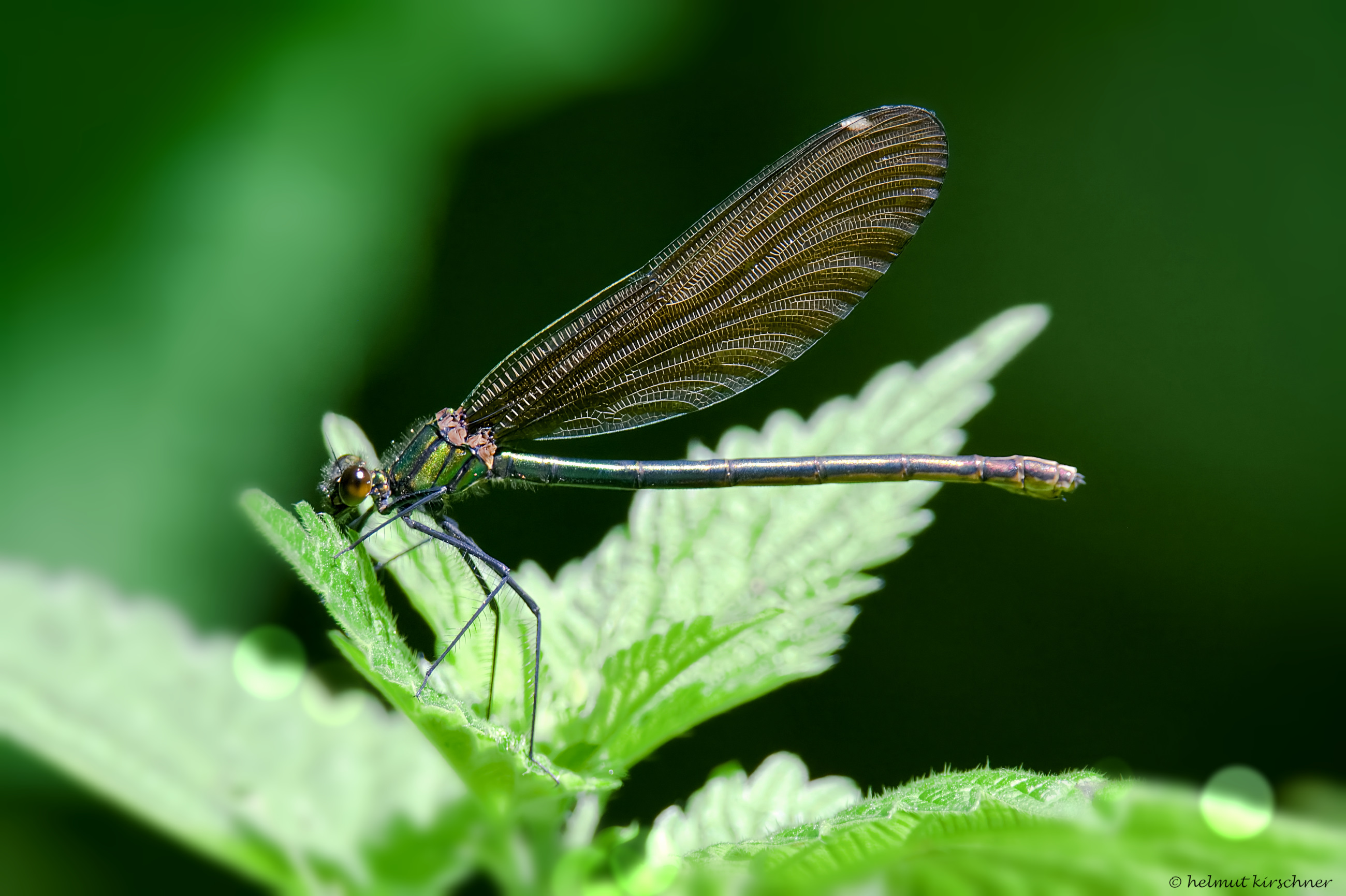 Prachtlibelle