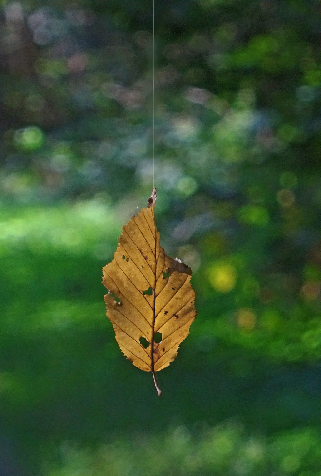 Herbstliche Begegnung