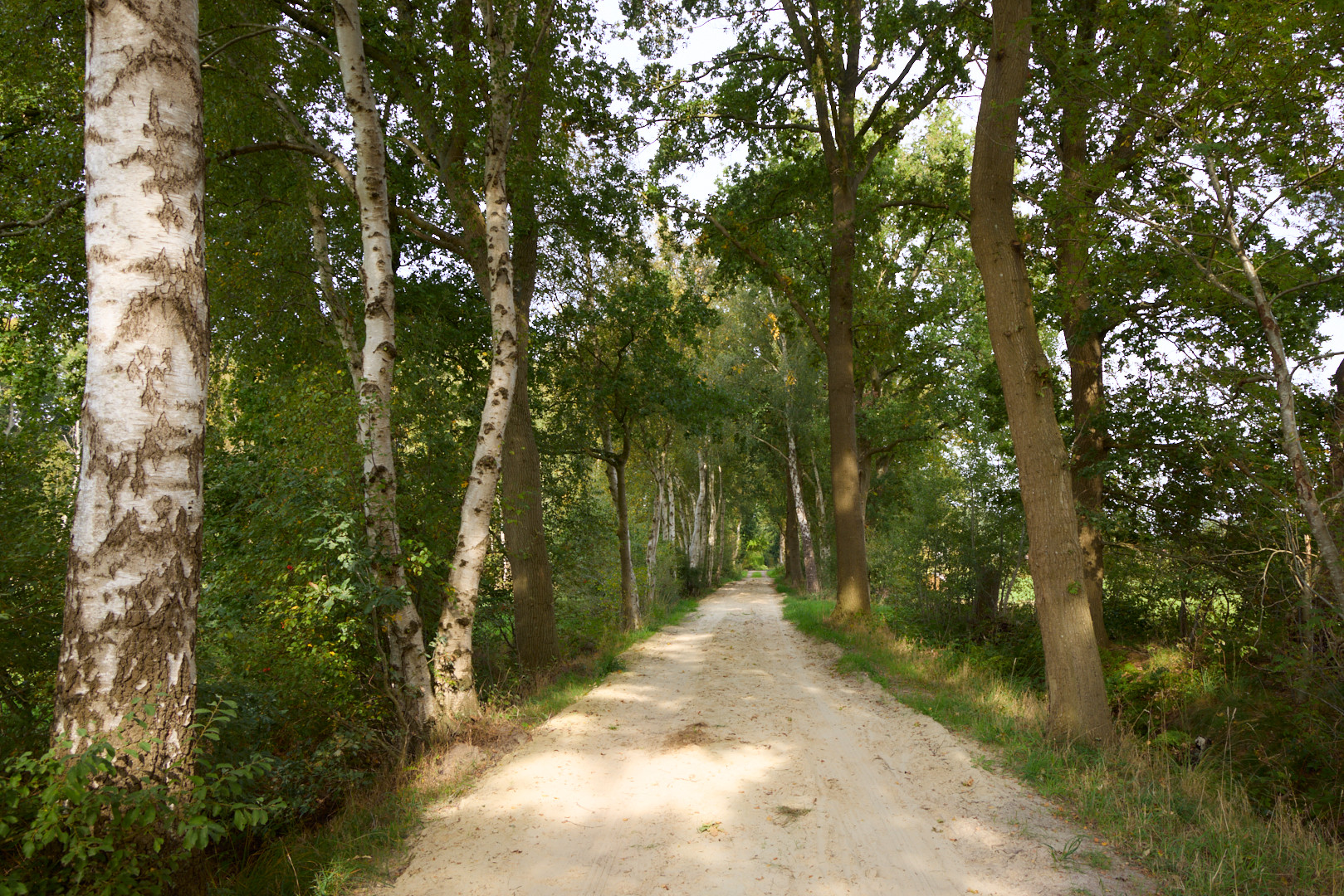 Ammerland