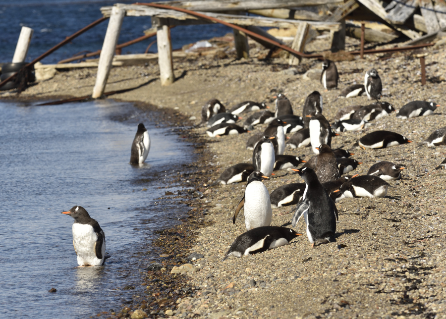 Neue Pinguinart auf den Kerguelen seit April 2026 beschrieben