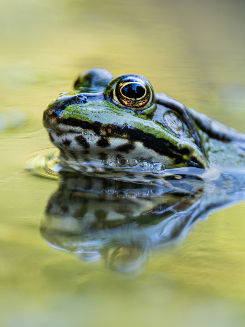 Blubber-Frosch