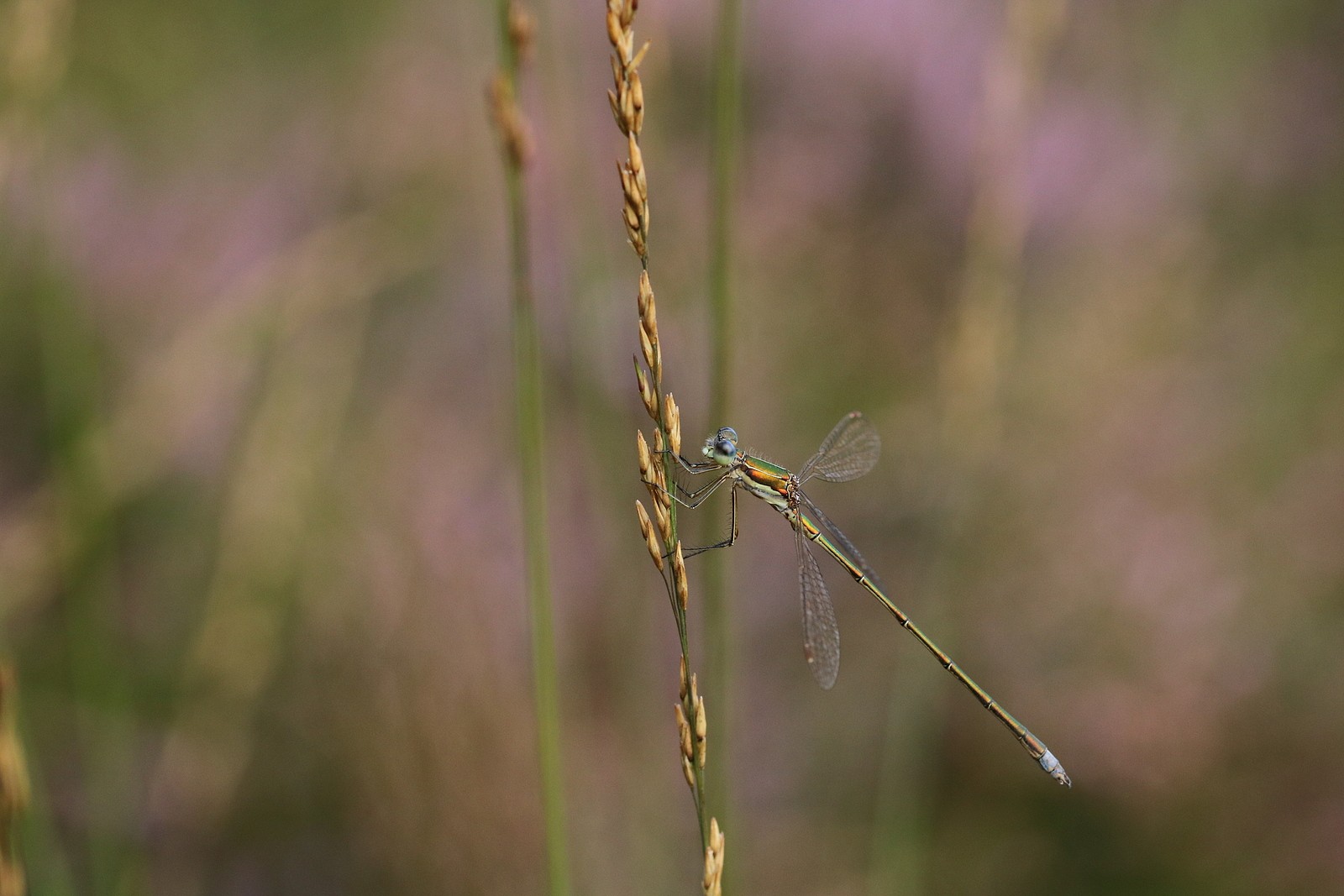 Kleine Binsenjungfer
