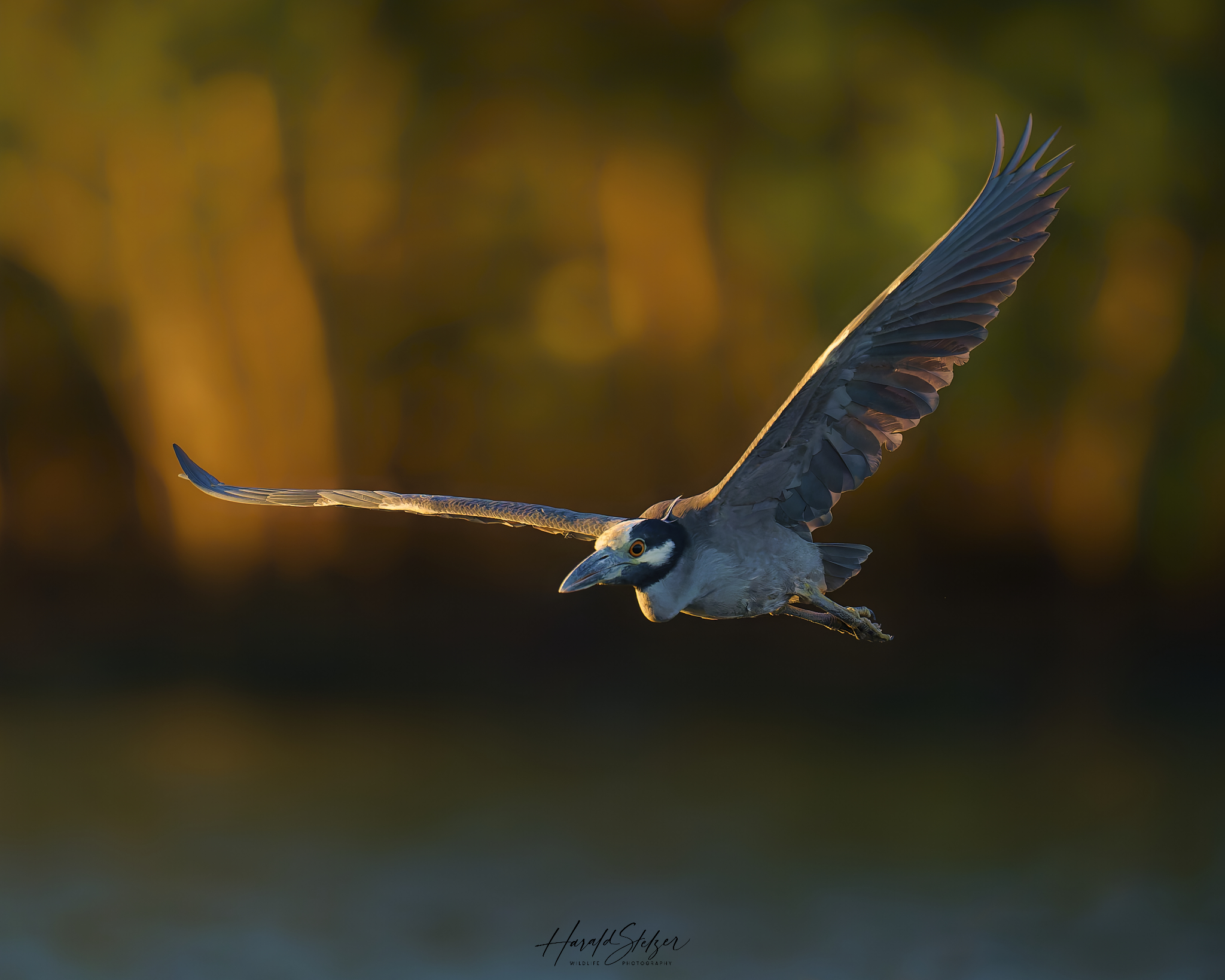 Krabbenreiher in der Abendsonne