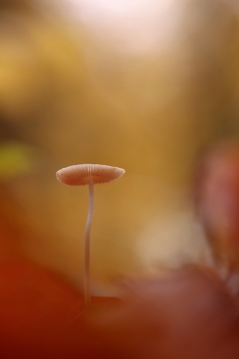 im herbstlichen Wald