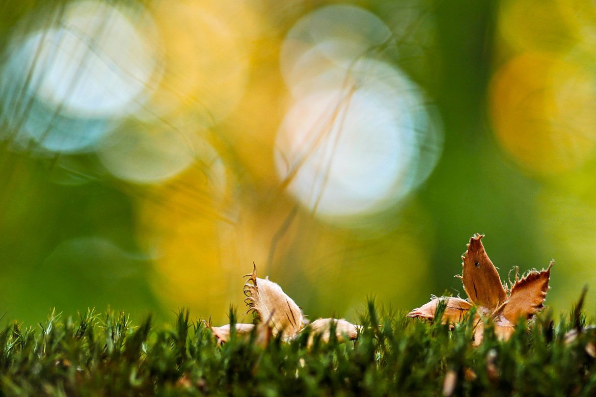 Bucheckern statt Pilze!!
