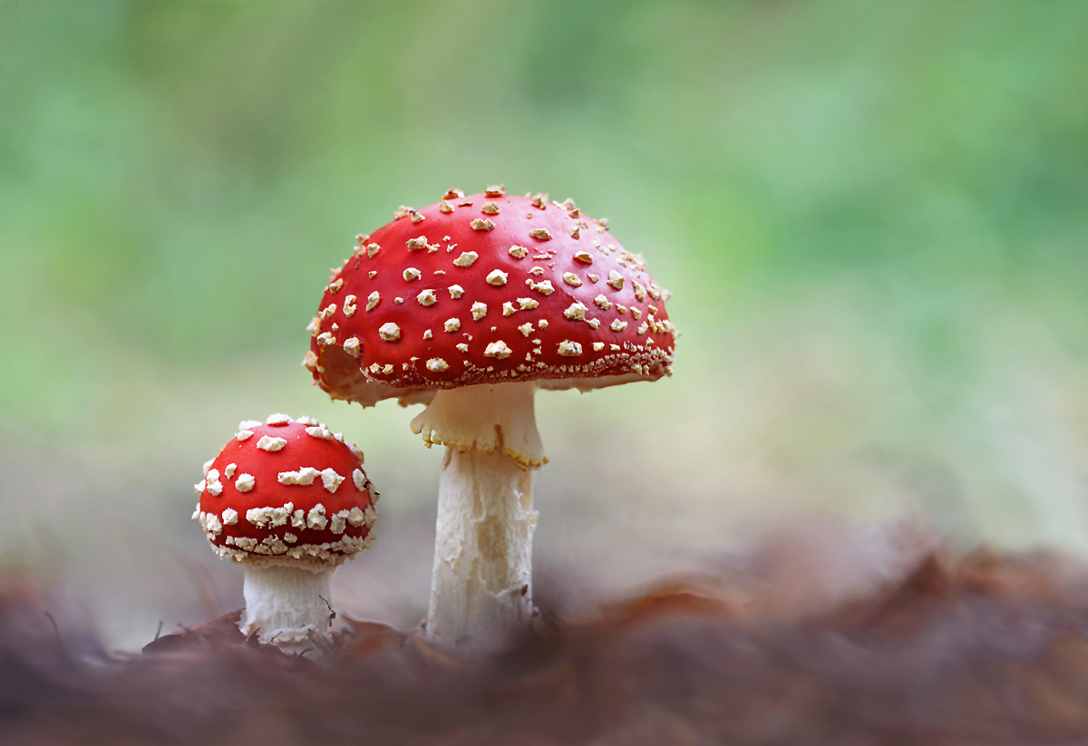 Herbstzeit ist Pilzzeit....