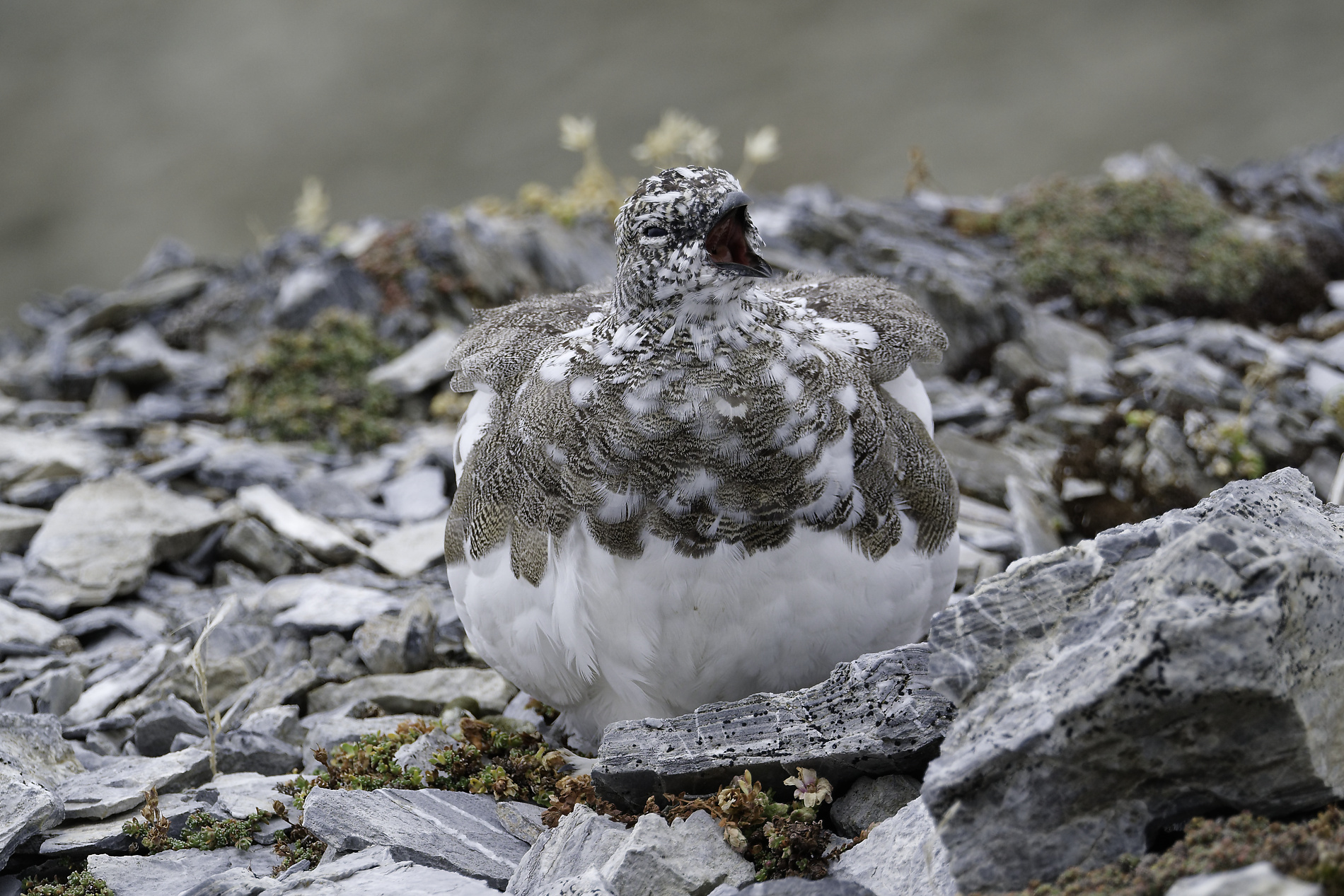 Schneehuhn