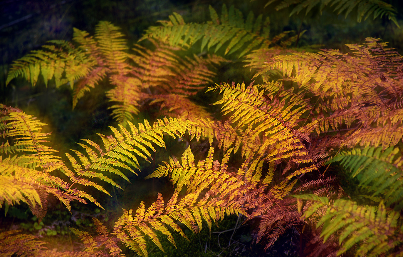 Herbstfarn ...