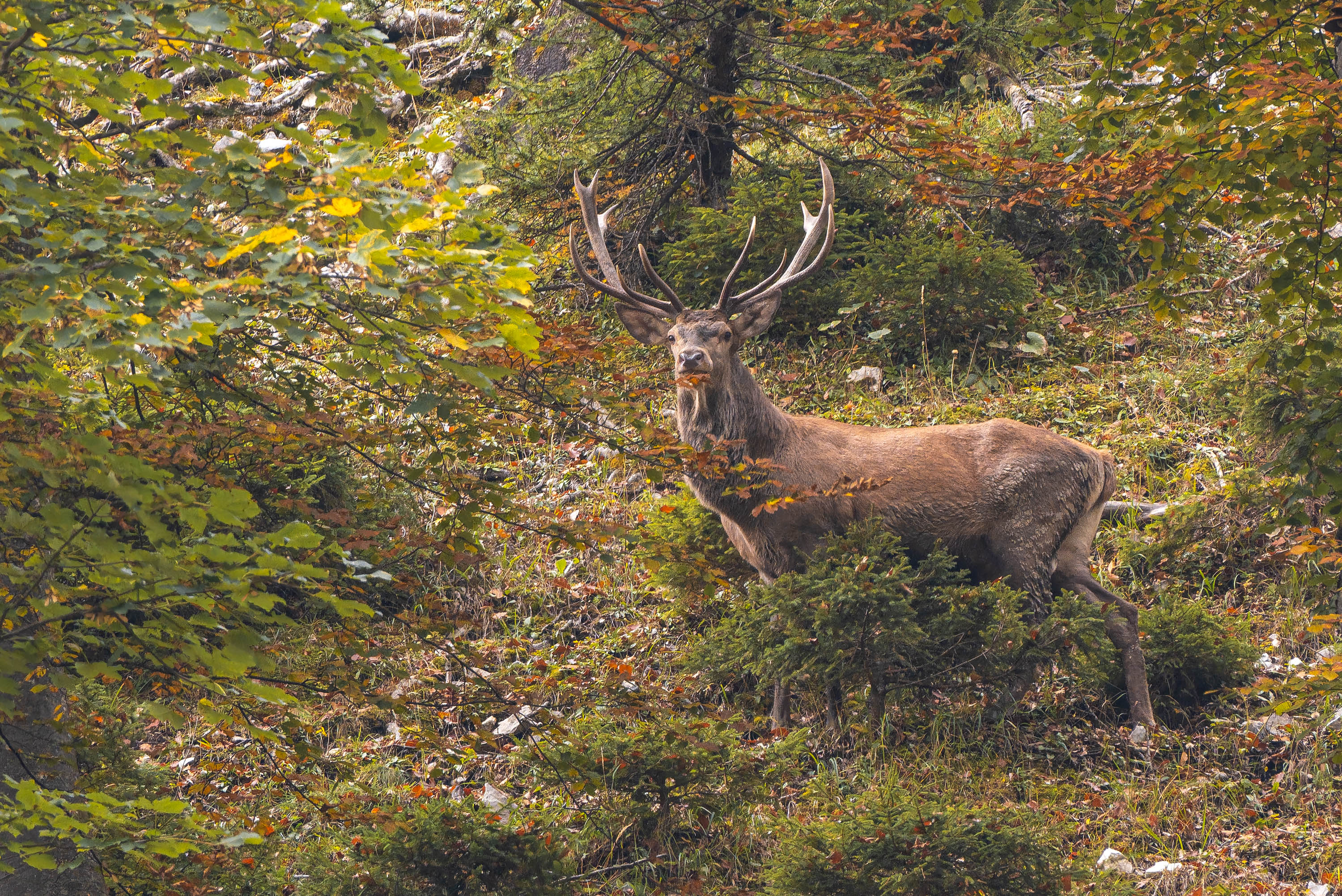 Hirsch im Herbstwald