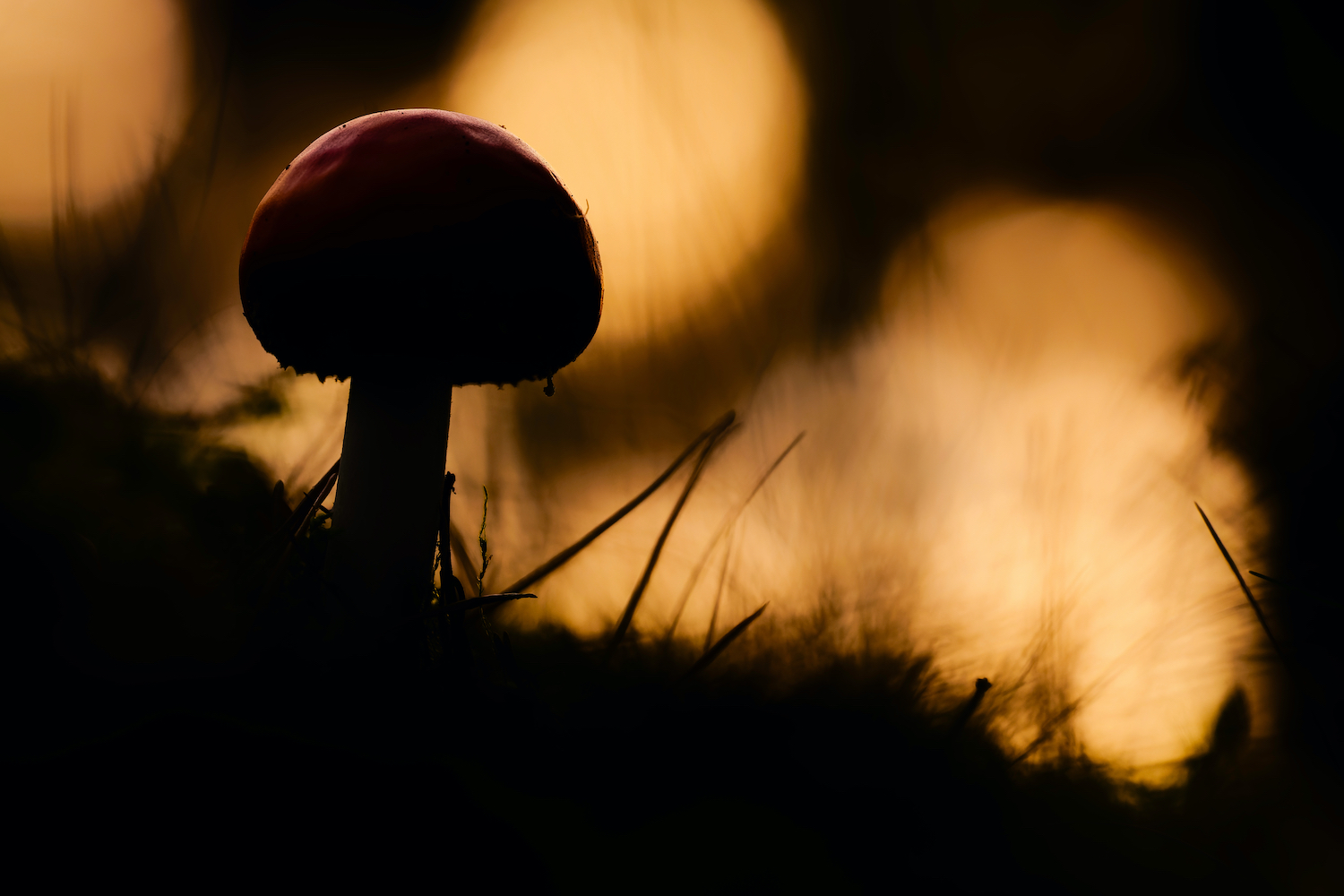 Abends im Wald …