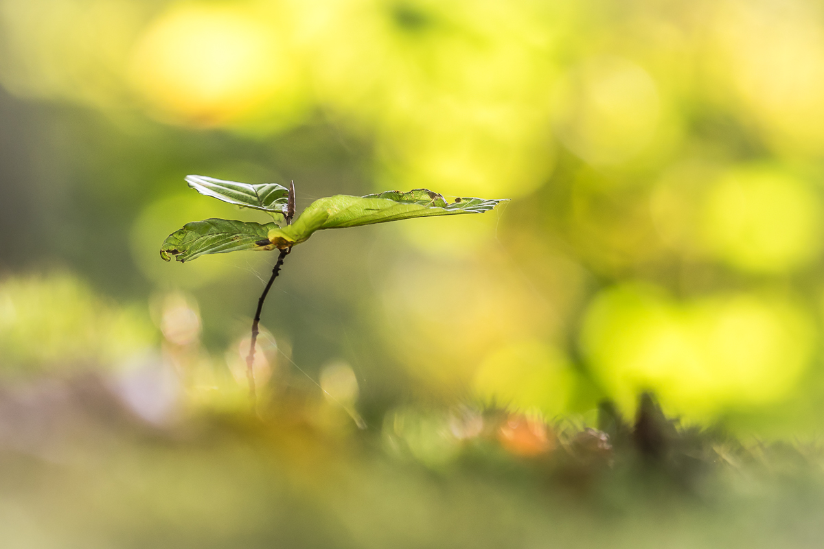 Der 1. Herbst der jungen Buche