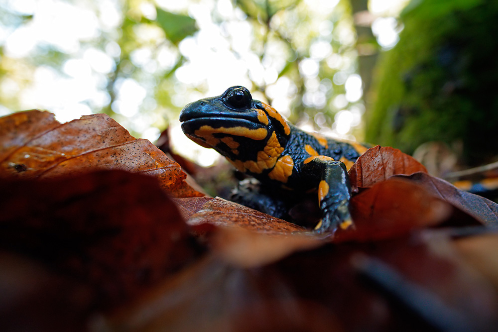 Feuersalamander