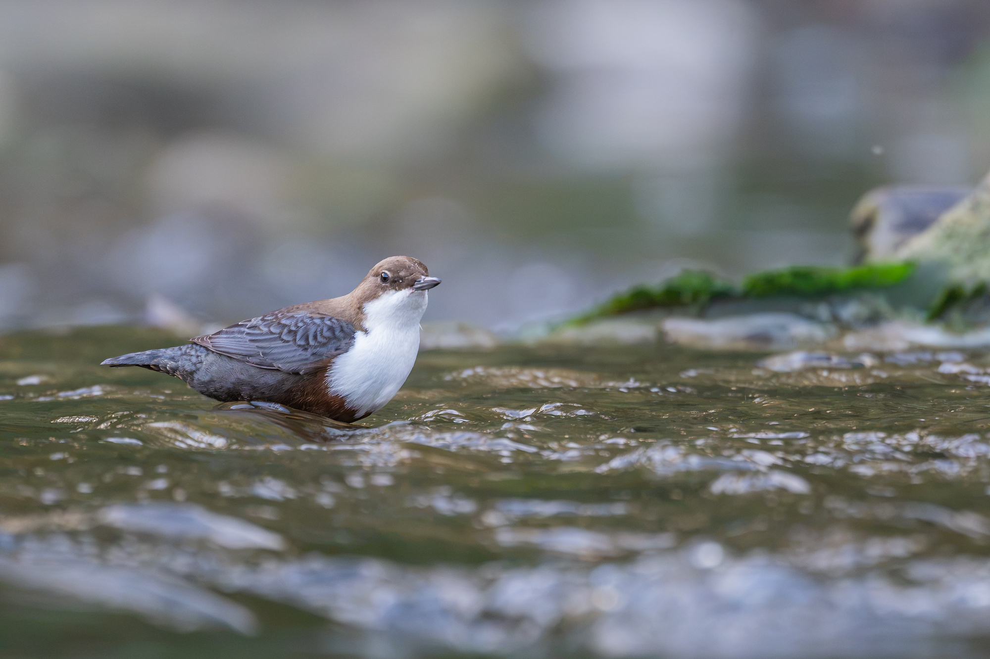 Wasseramsel