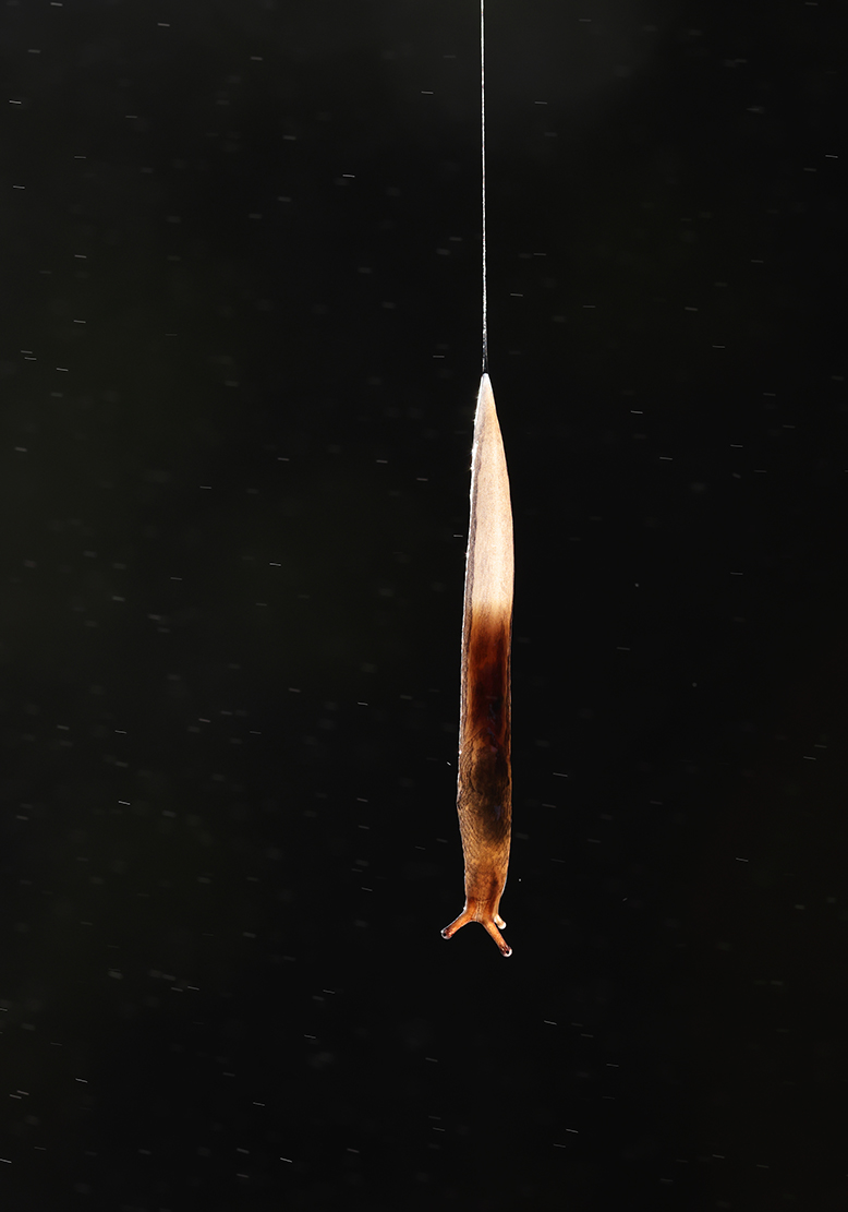 Bungee-Schnecke