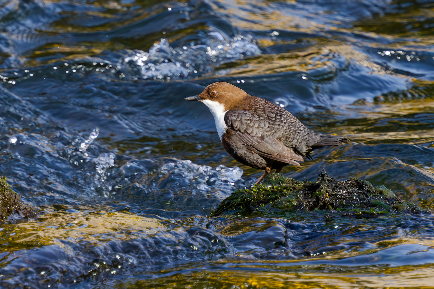 Wasseramsel