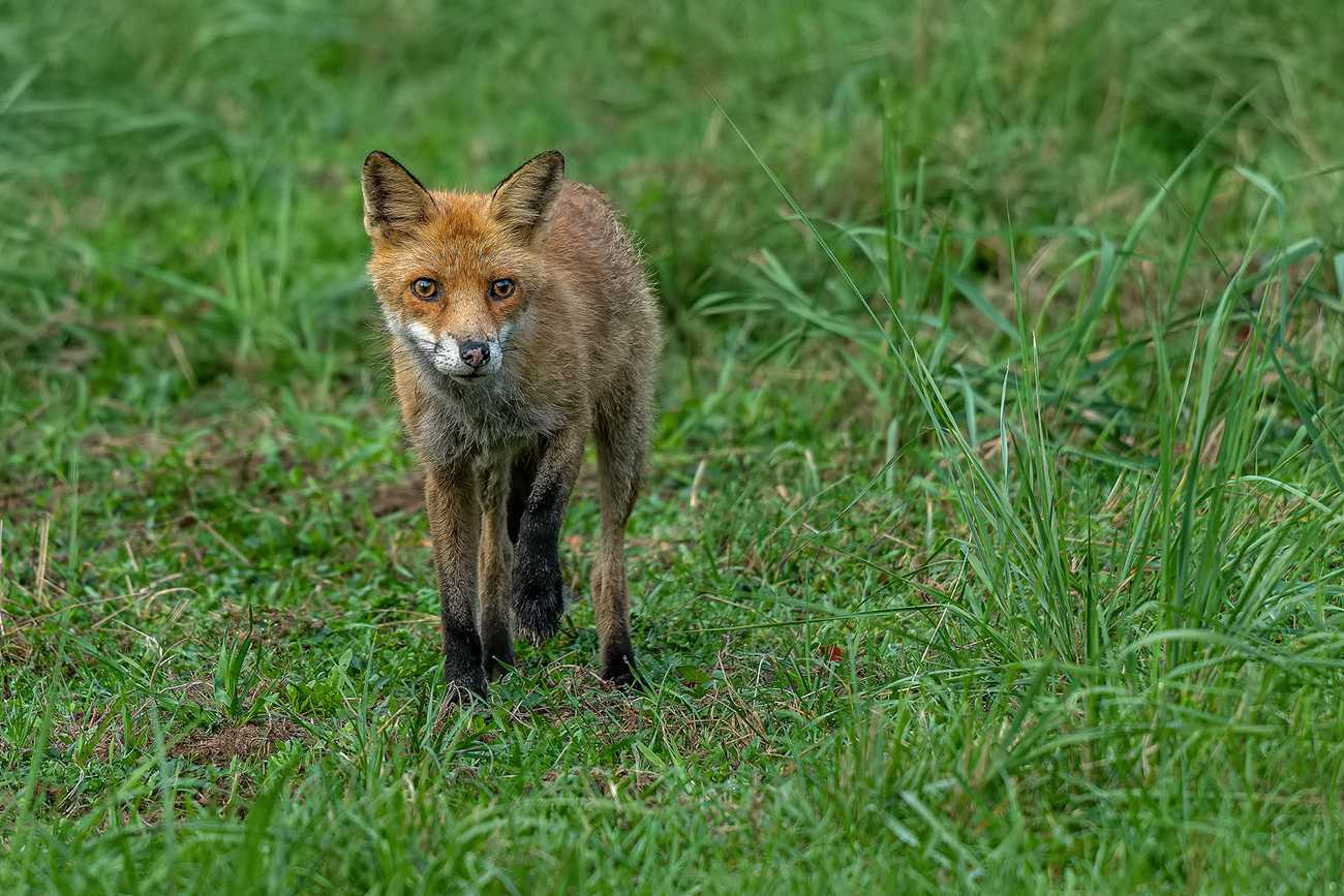 Jungfuchs