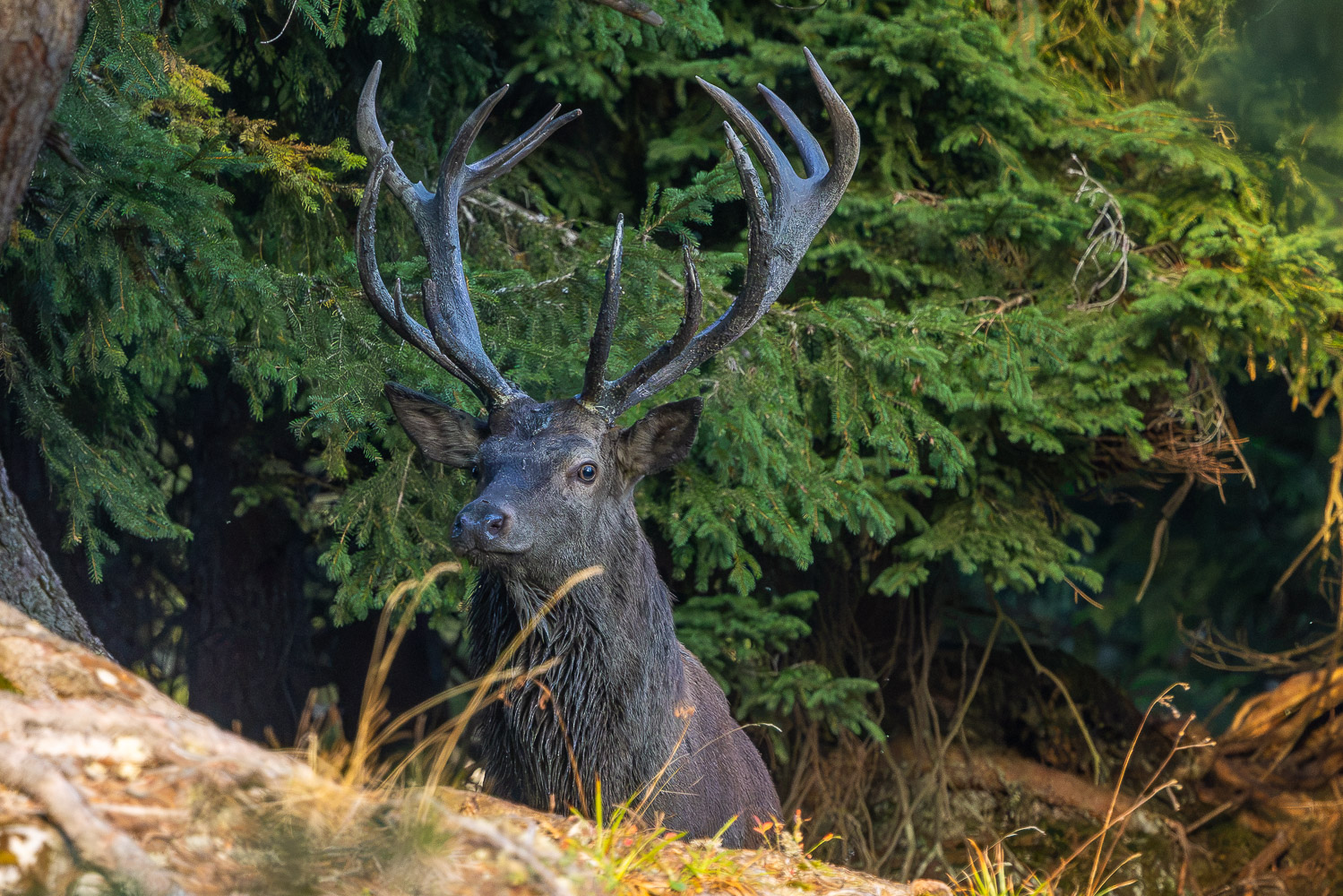 Hirschbrunft in den Bergen