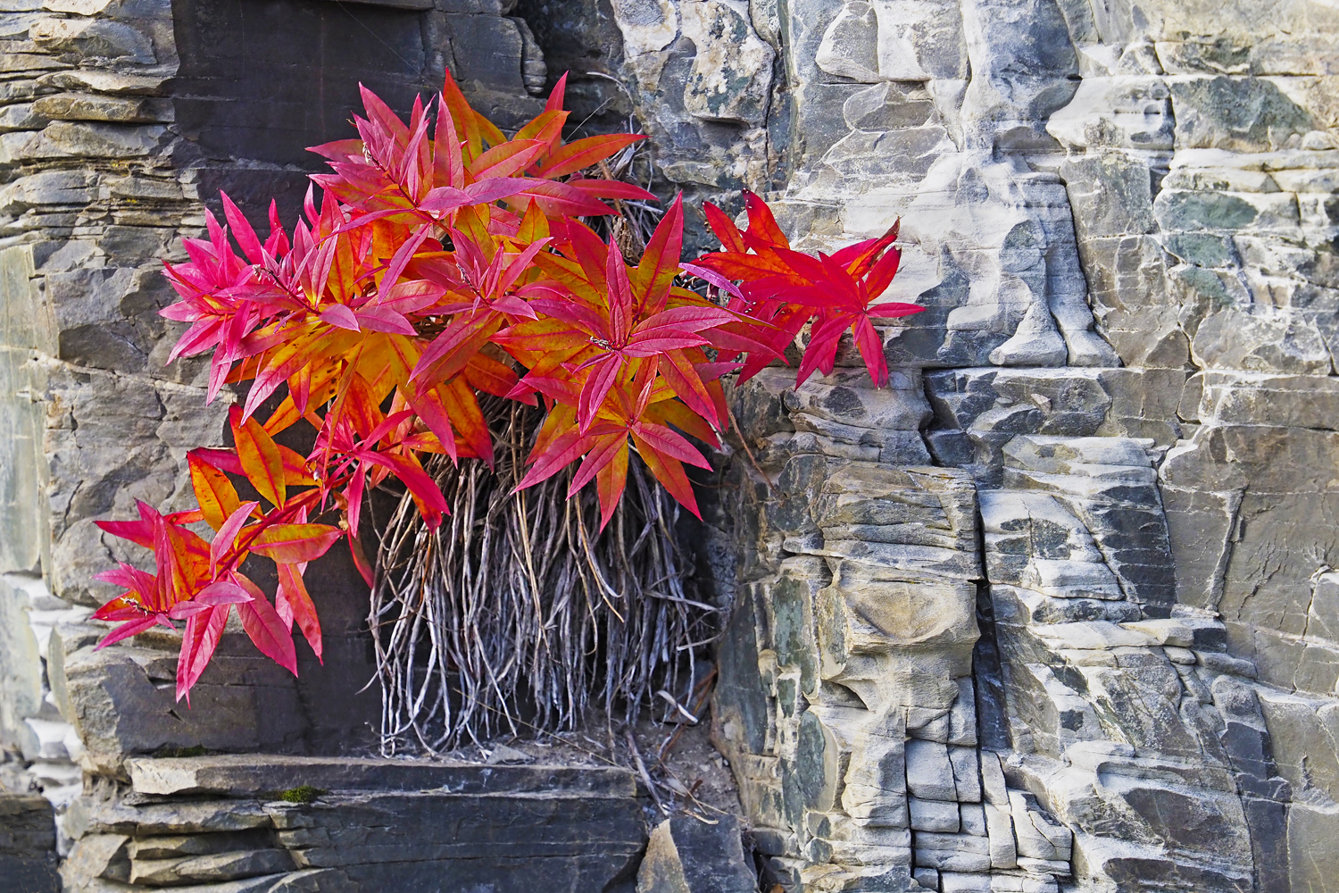 Herbstliches Steingewächs