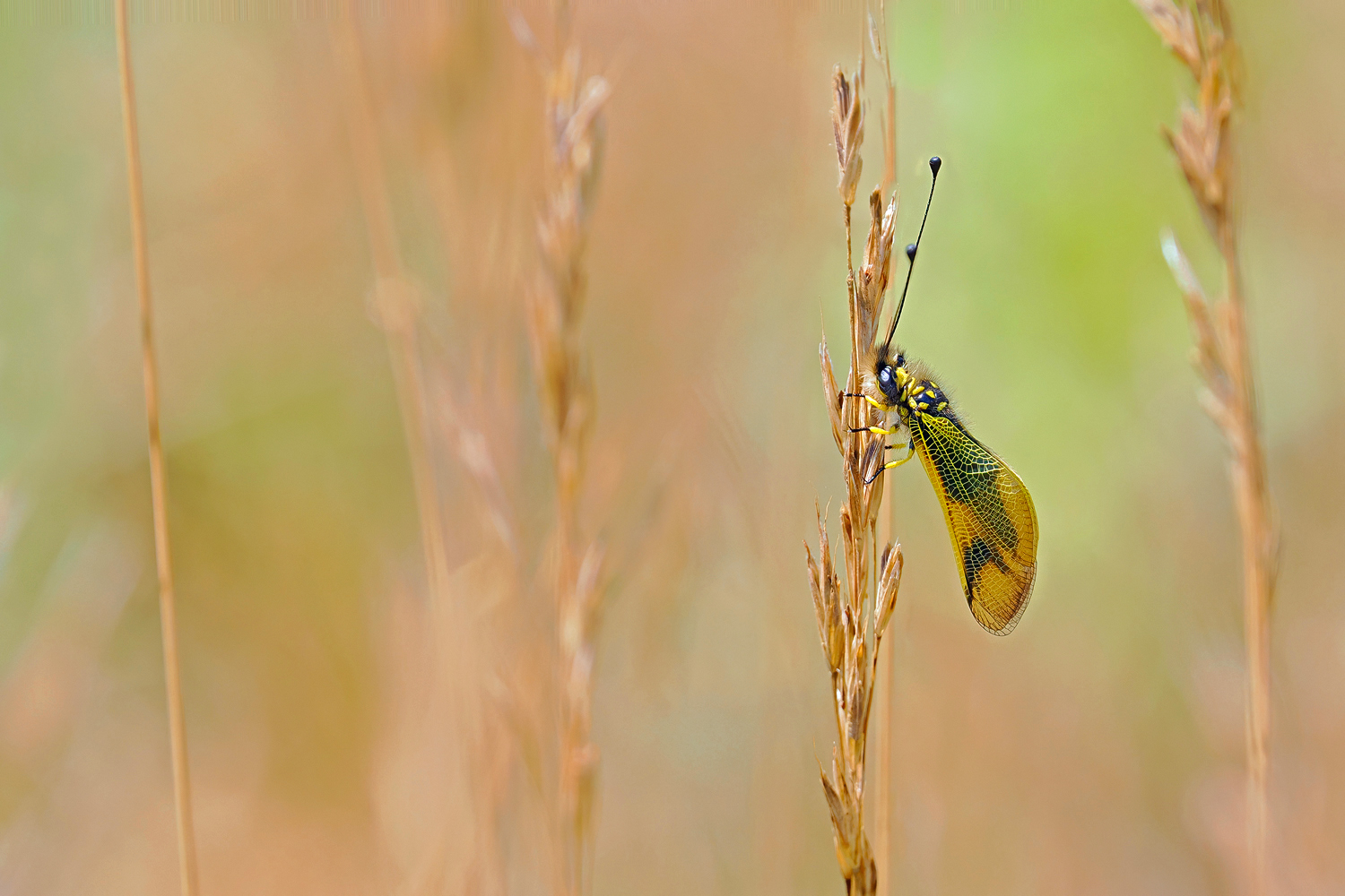 Der Langfühlerige Schmetterlingshaft (Libelloides longicornis)