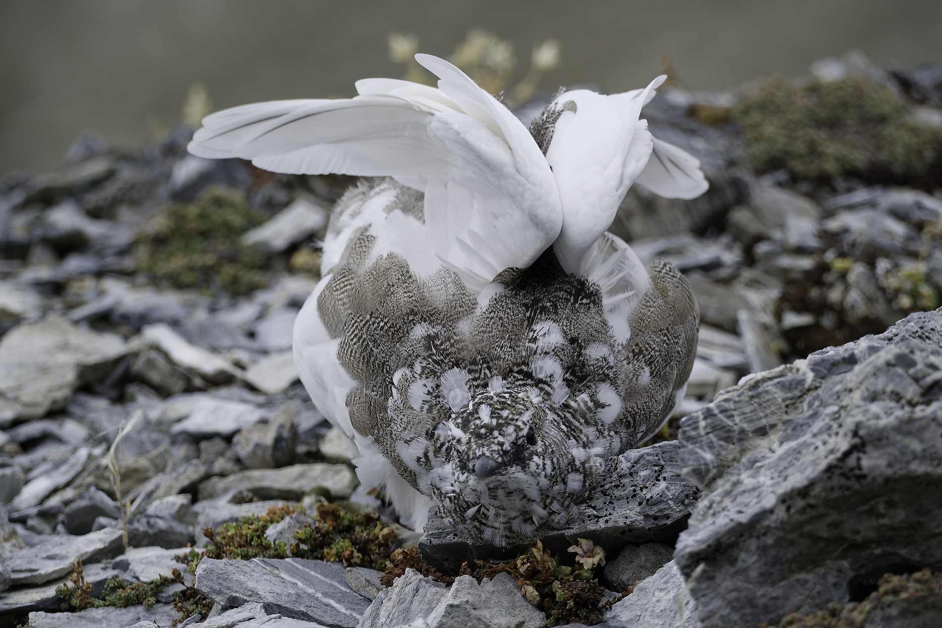Schneehuhn II
