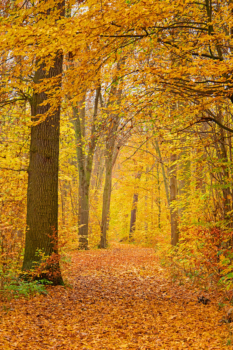 herbstwald