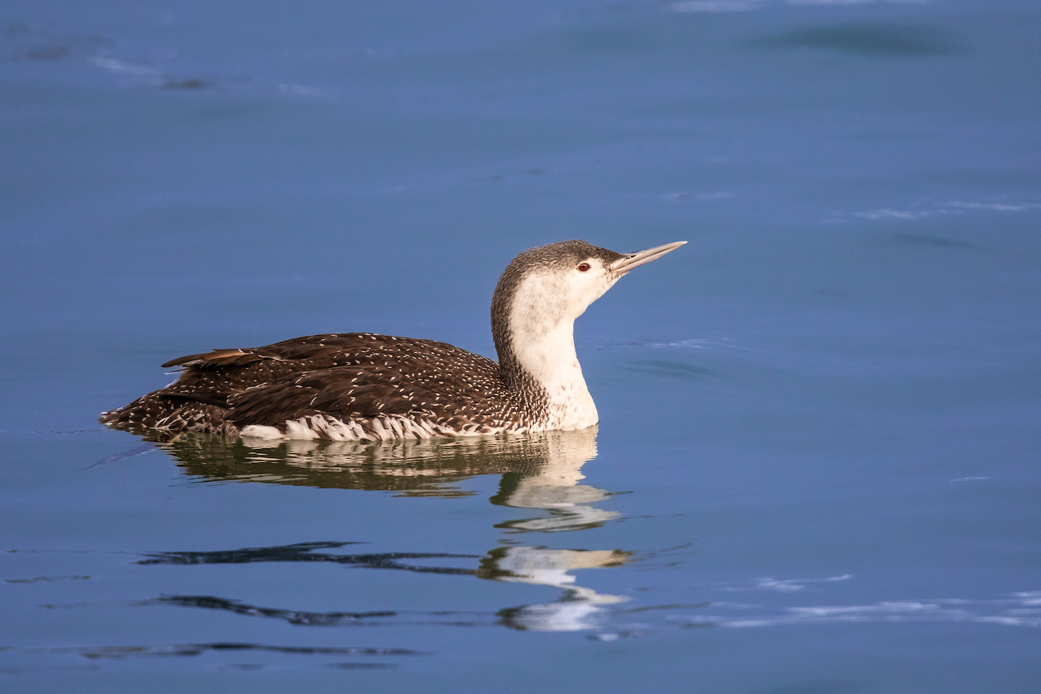 Sterntaucher