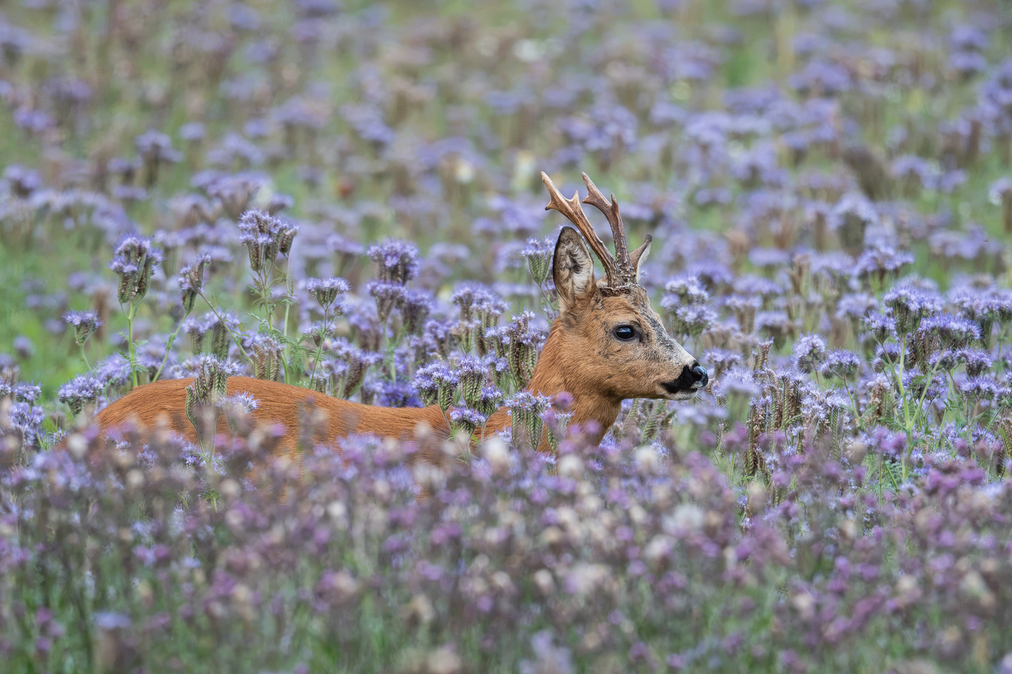 Rehbock im Feld